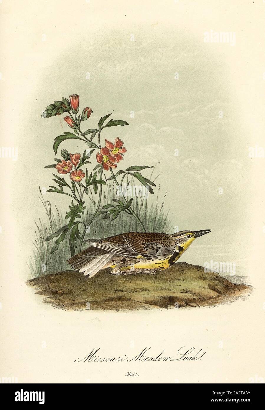 Missouri Meadow Lark, Larkwort (Sturnella neglecta), Signed: J.J. Audubon, J.T. Bowen, lithograph, Pl. 489 (Vol. 7), Audubon, John James (drawn); Bowen, J. T. (lith.), 1856, John James Audubon: The birds of America: from drawings made in the United States and their territories. New York: Audubon, 1856 Stock Photo