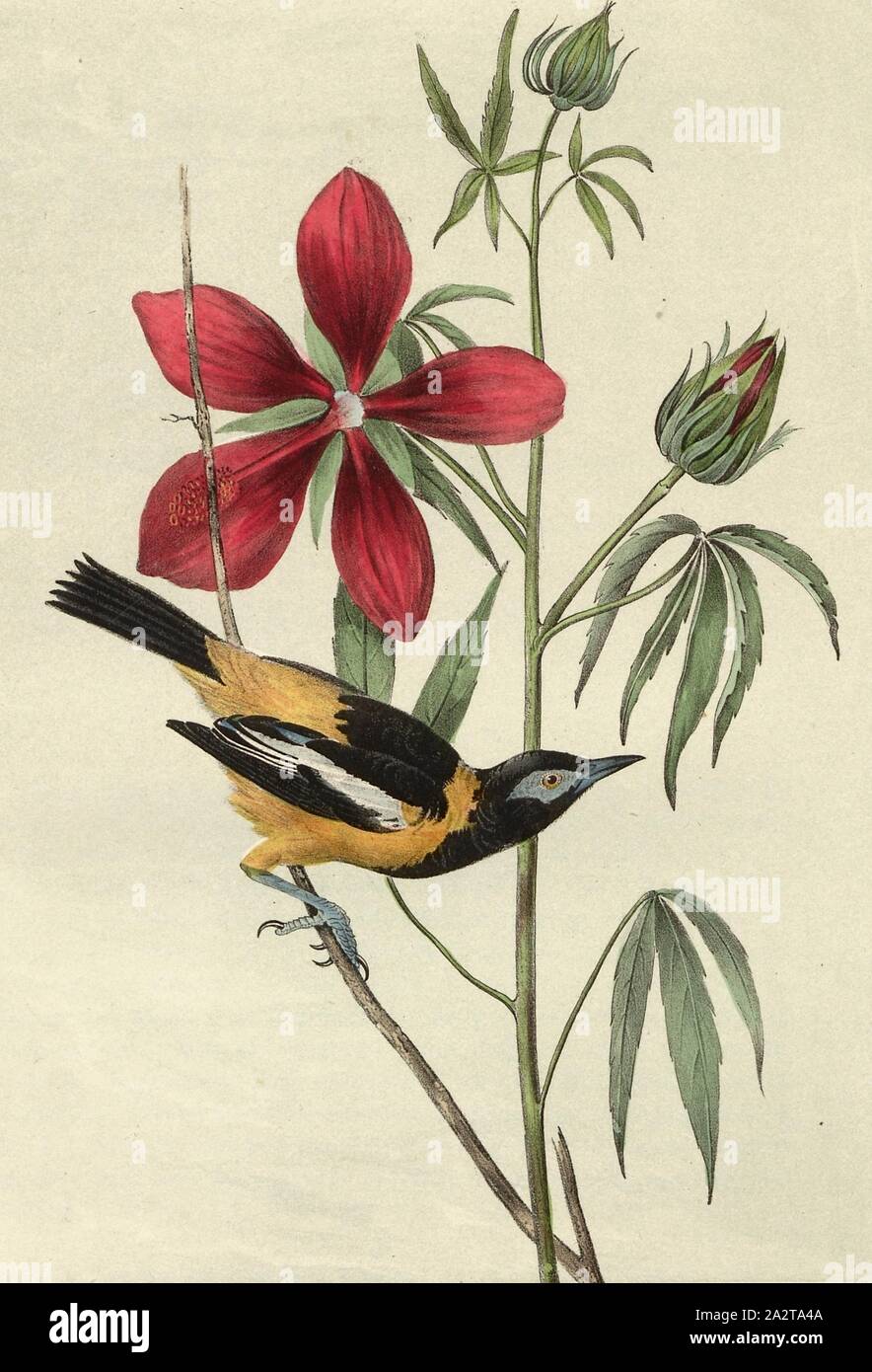 Common Troupial, Sparrow (Icterus vulgaris), Signed: J.J. Audubon, J.T. Bowen, lithograph, Pl. 499 (vol. 7), Audubon, John James (drawn); Bowen, J. T. (lith.), 1856, John James Audubon: The birds of America: from drawings made in the United States and their territories. New York: Audubon, 1856 Stock Photo