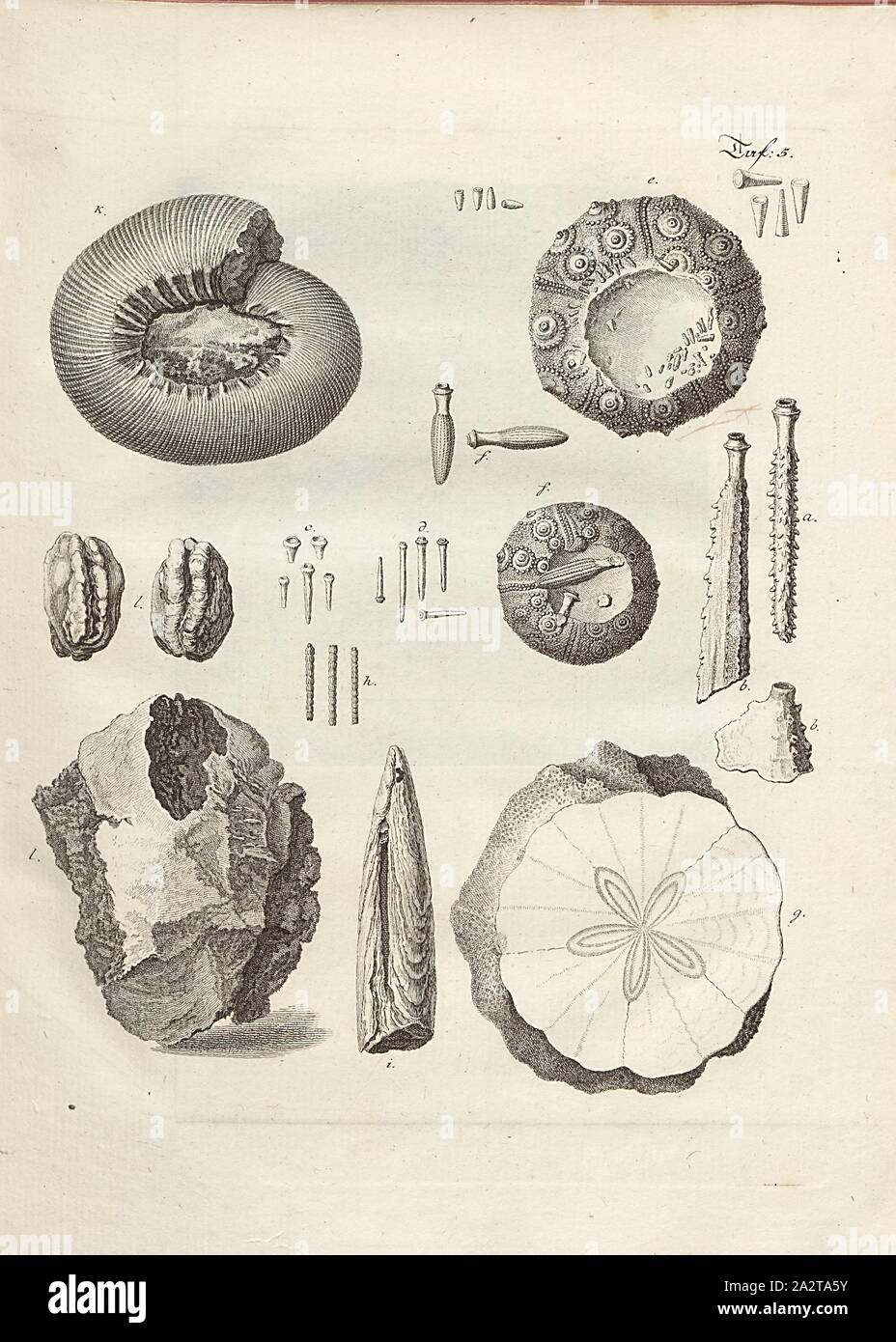 Fossils 3, Vestings of Sea Urchins, Belemnite, Copperplate, Plate 5, after p. 42, Johann Gerhard Reinhard Andreae, Briefe aus der Schweiz. Nach Hannover geschrieben in dem Jare 1763. Zürich [etc.]: bei Joh. Caspar Füessli Sohn [etc.], 1776 Stock Photo