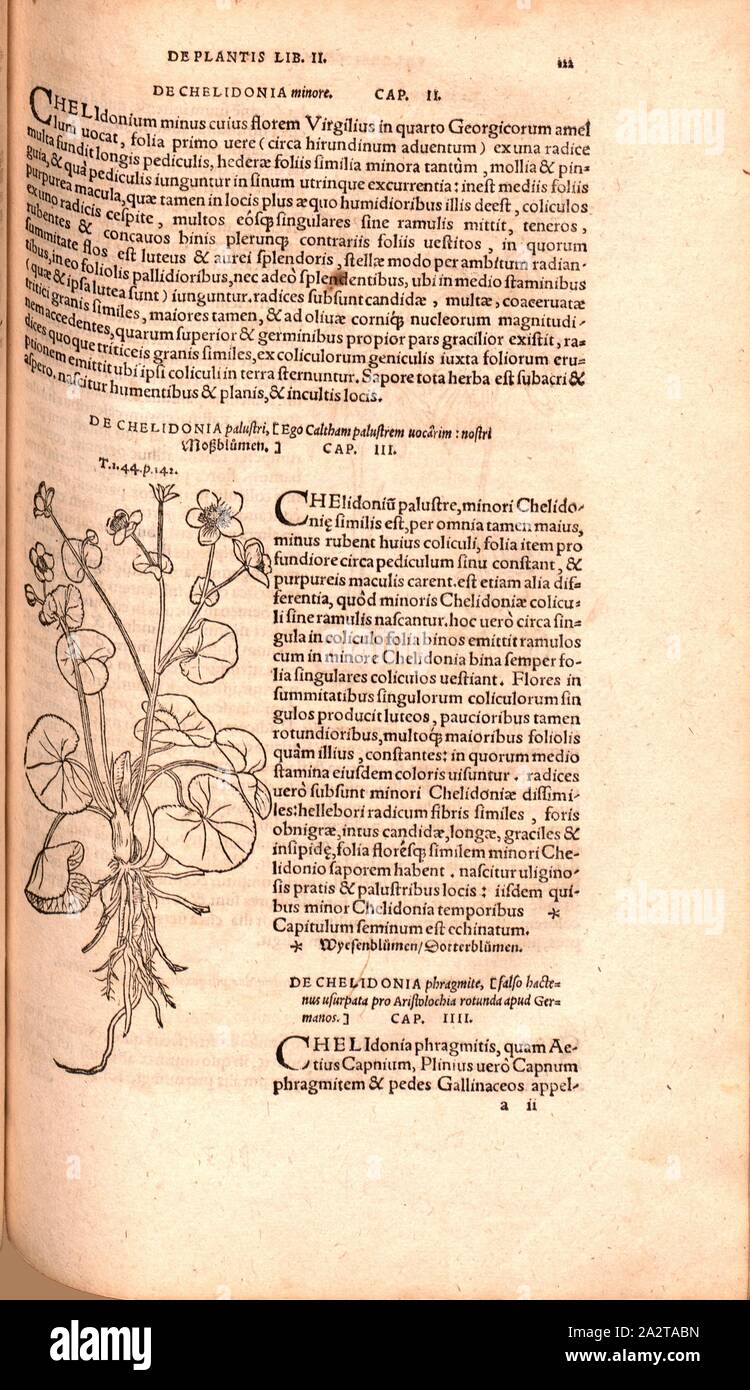 Chelidonium, Illustration of a Marsh Marigold from the 16th century, Fig. 68, p. 122r, 1561, Valerius Cordus, Konrad Gessner, Benedictus Aretius, Pedanius Dioscorides: In hoc volumine continentur Valerii Cordi Simesusii annotationes in Pedacii Dioscoridis Anazarbei de medica materia libros V. [...]. Argentorati: excudebat Josias Rihelius 1561 Stock Photo