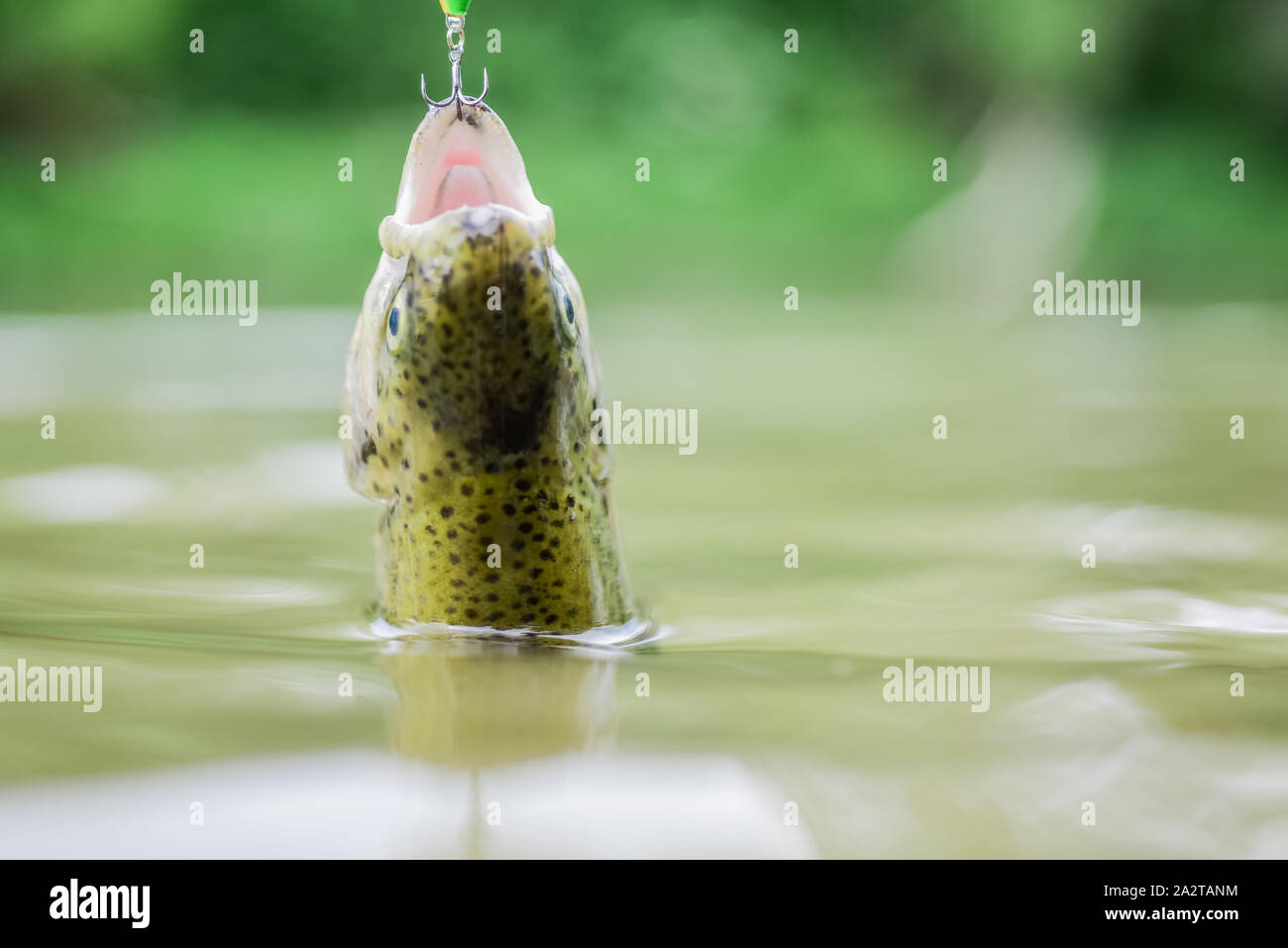 Fish trout caught in freshwater. Bait spoon line fishing accessories