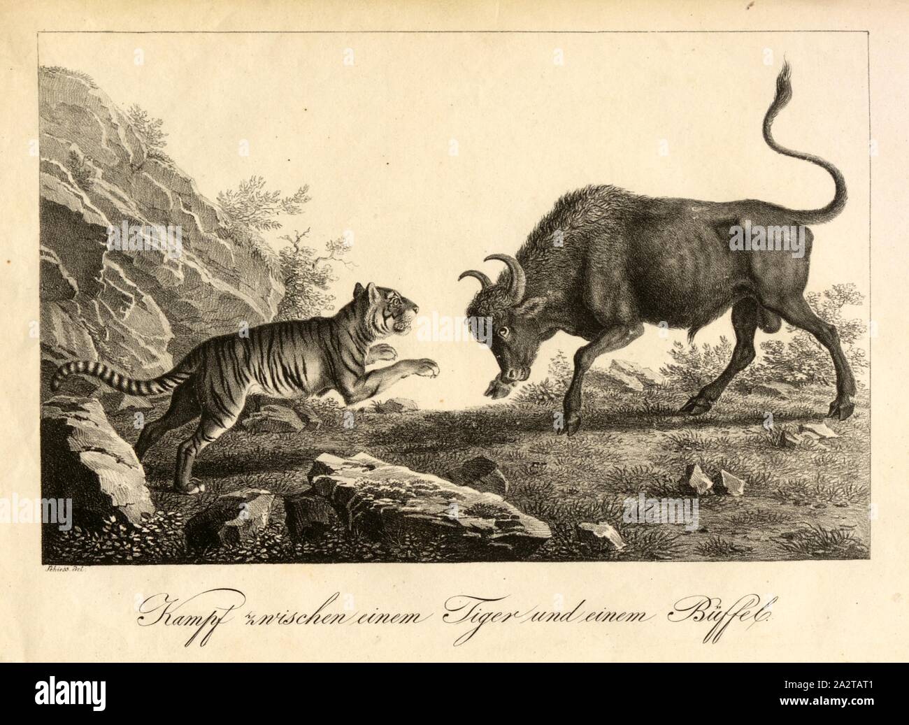 Fight Between A Tiger And A Buffalo High Resolution Stock Photography and  Images - Alamy