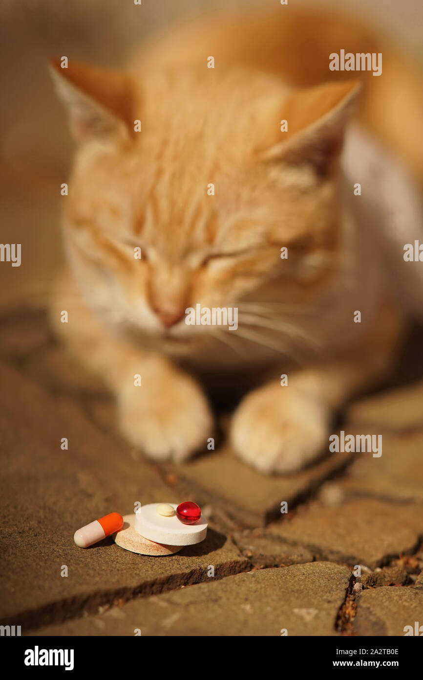 Pills and vitamins for animals. Sick cat on a blurred background. Pet treatment and care. Stock Photo