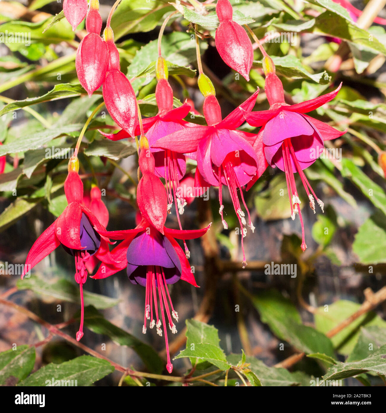 Fuchsia Dollar Princess showing open flowers and buds in summer Stock Photo