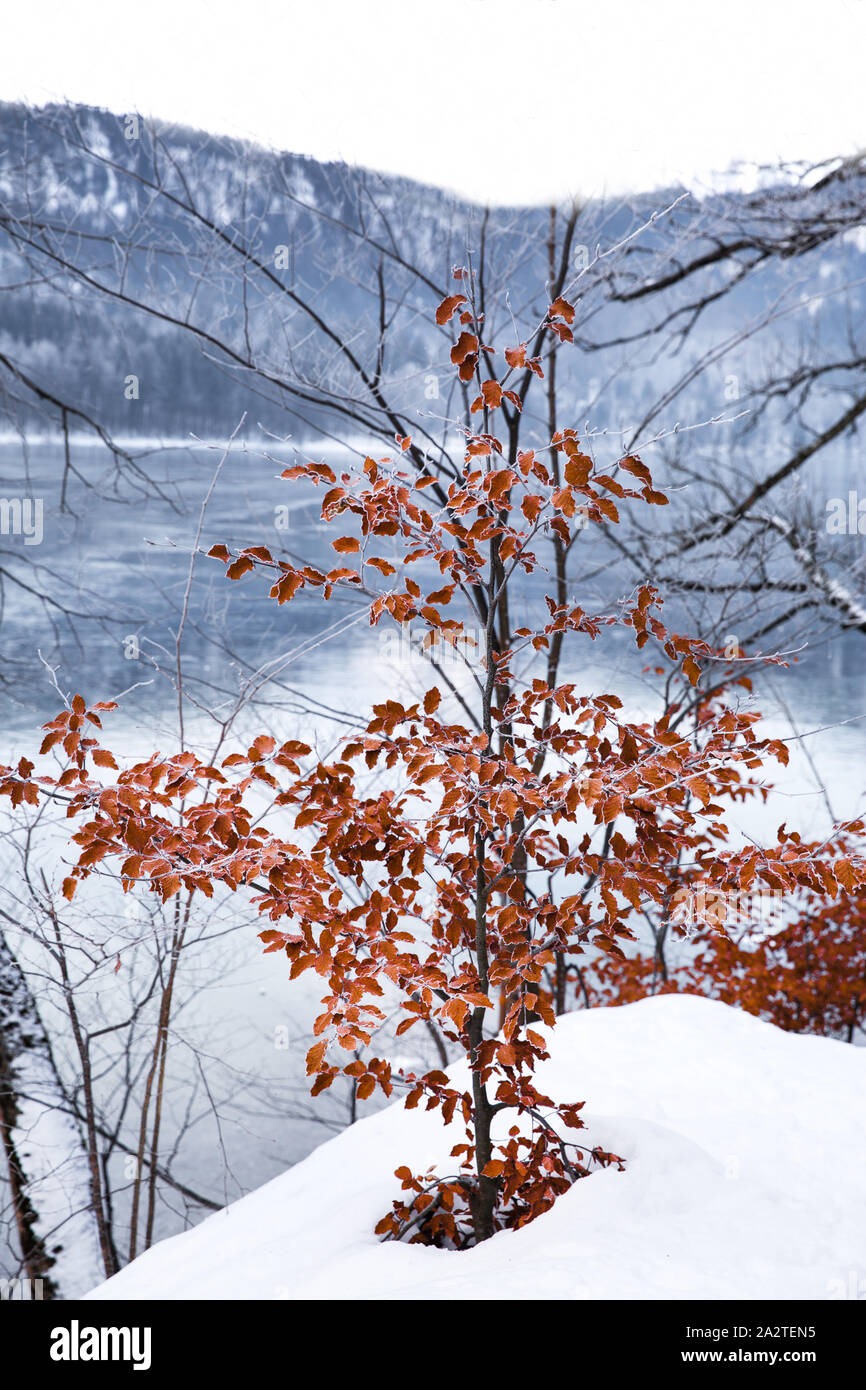 Marvelous winter landscape. Alps mountians, red leaves bushes and lake. Bavaria, Germany. Stock Photo