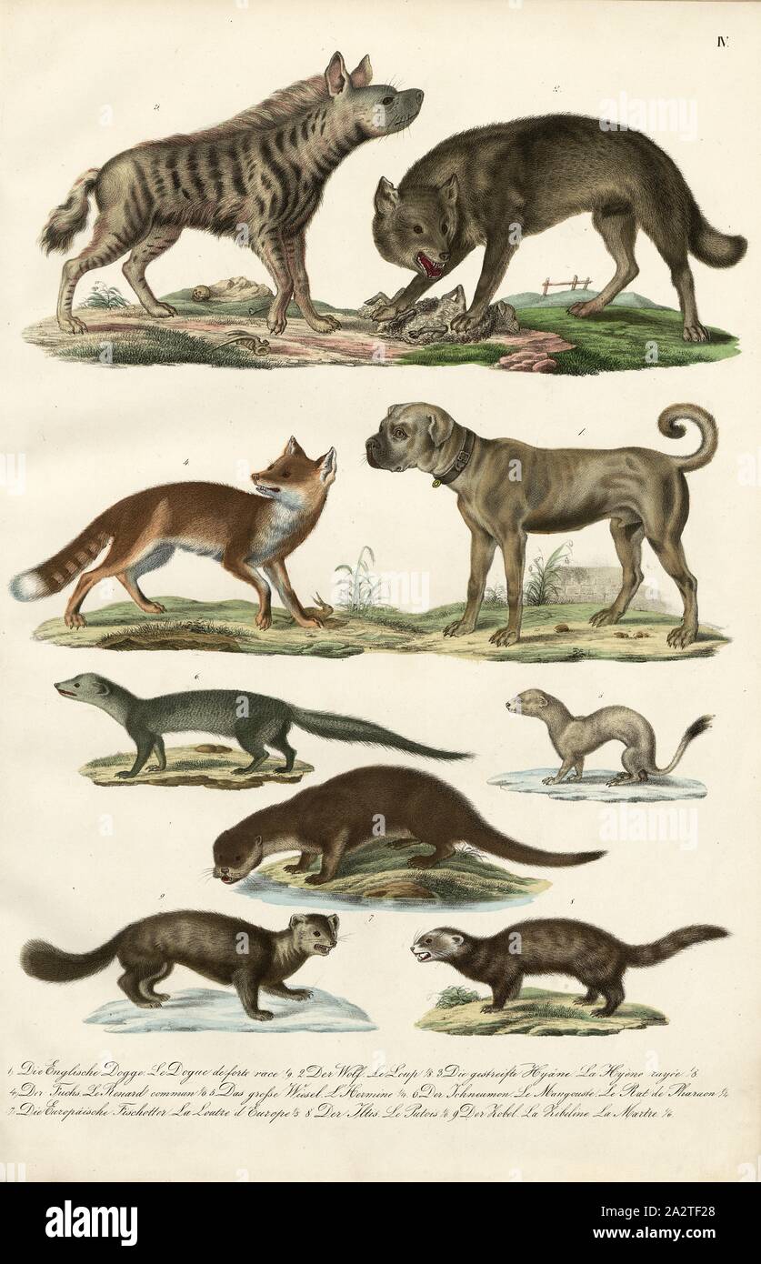 Friedrich the big dogs hi-res stock photography and images - Alamy