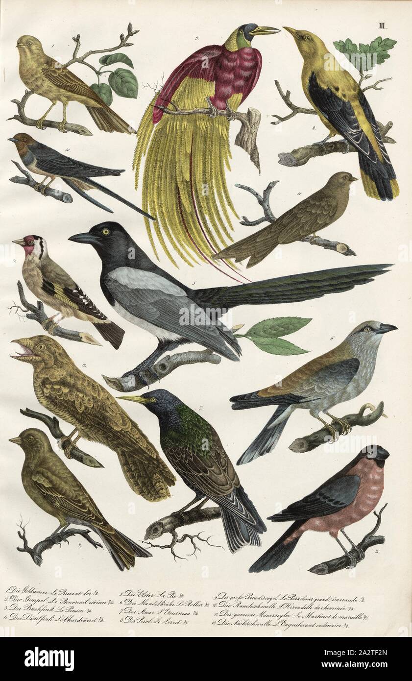 Birds: buntings, finches, ravens, racks, starlings, oriole, birds of paradise, swallows, sailors, night swallows, 1. The Yellowhammer, 2. The Bullfinch, 3. The Chaffinch, 4. The Distal Finch, 5. The Magpie, 6. The Almond Crow, 7. The Staar, 8. The Golden Oriole, 9. The Great Bird of Paradise, 10, The Barn Swallow, 11. The Common Swift, 12. The Night Swallow, pl. III, Heinrich Rudolf Schinz: Abbildungen aus der Naturgeschichte. Zürich: bei Friedrich Schulthess, [1824 Stock Photo