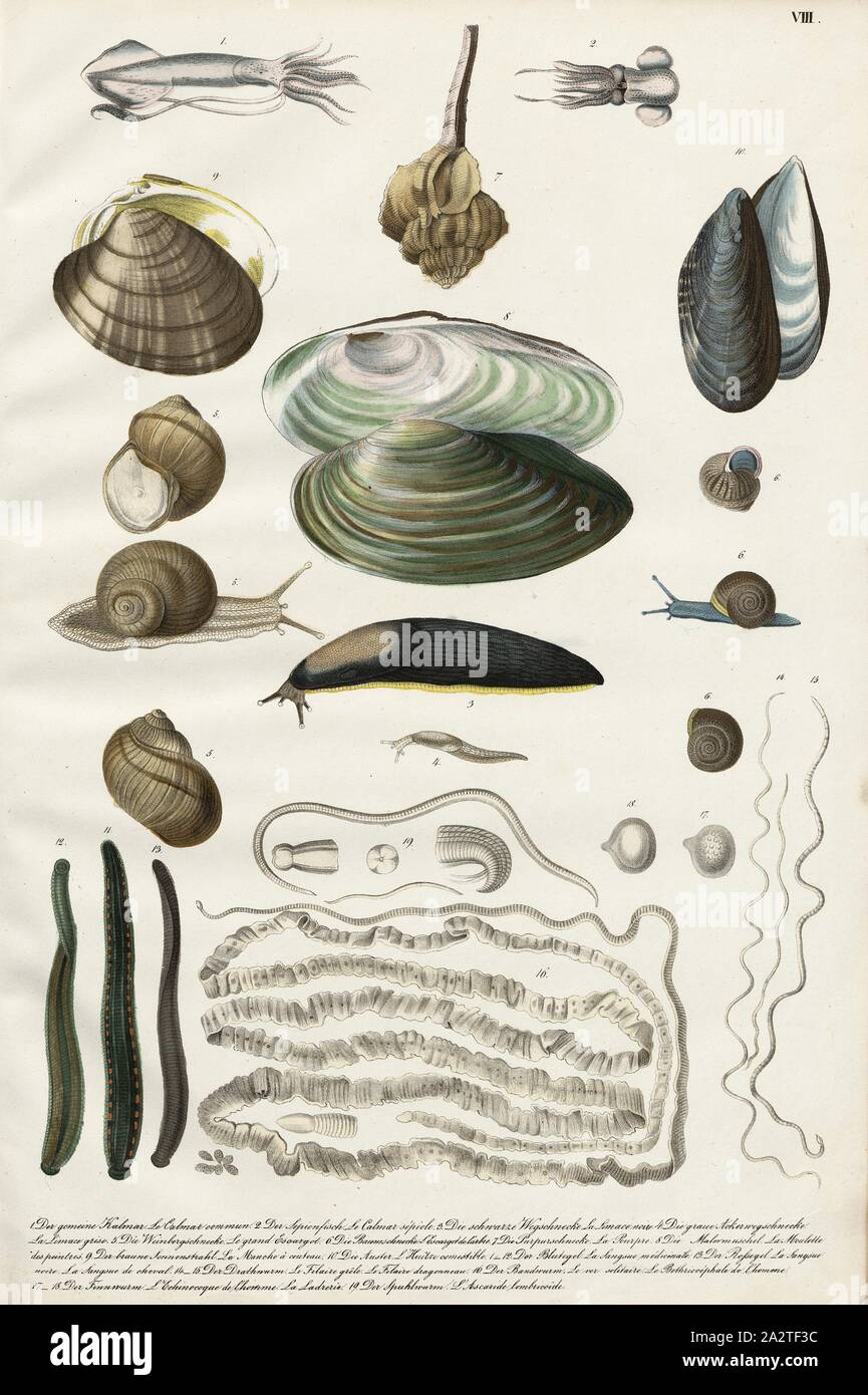 Shells, snails and worms, Various invertebrate species, Taf. VIII, Heinrich Rudolf Schinz: Abbildungen aus der Naturgeschichte. Zürich: bei Friedrich Schulthess, [1824 Stock Photo