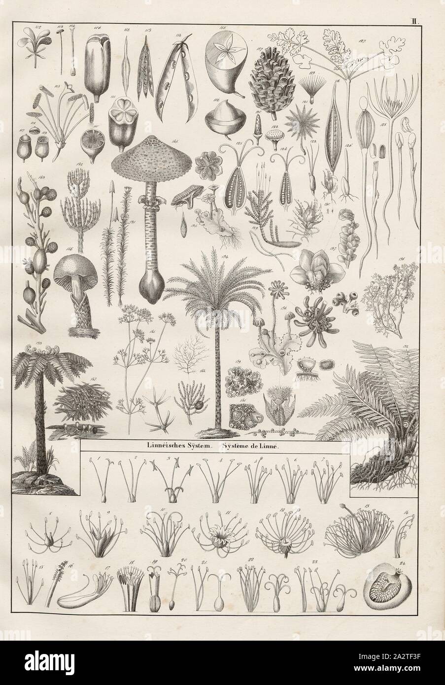 Plants 2, Various stamps and plant parts, Plate II, Heinrich Rudolf Schinz: Abbildungen aus der Naturgeschichte. Zürich: bei Friedrich Schulthess, [1824 Stock Photo