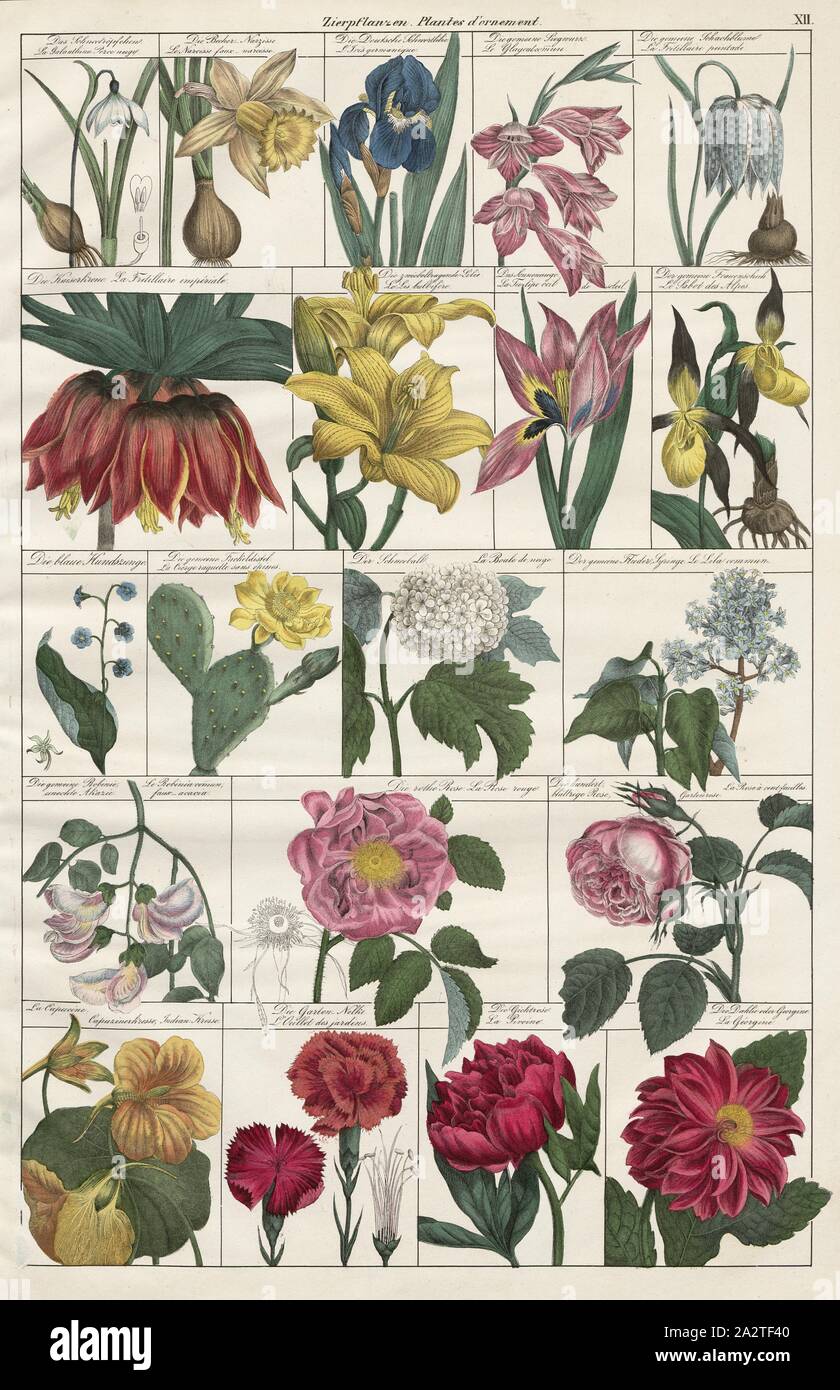 ornamentals, Various types of flowers, pl. XII, Heinrich Rudolf Schinz: Abbildungen aus der Naturgeschichte. Zürich: bei Friedrich Schulthess, [1824 Stock Photo