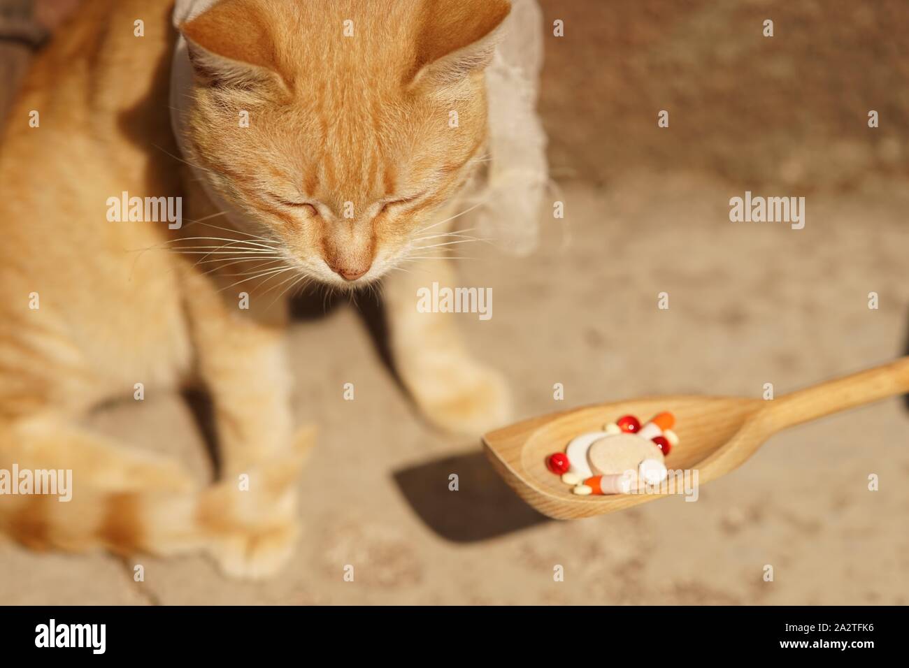 Sad sick cat sitting outdoor. Wooden spoon with pills and vitamins for him. Pet grooming. Care and treatment of animals Stock Photo