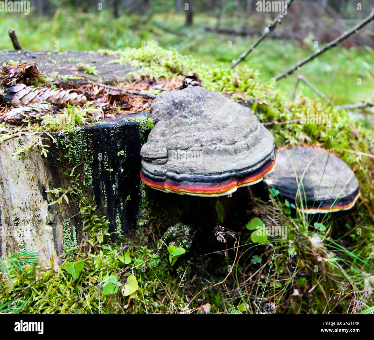 Moss on a tree stump with a mushroom. Forest background Stock Photo - Alamy