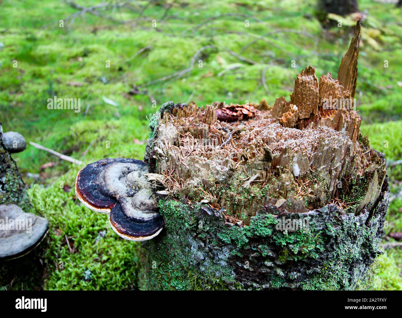 Moss on a tree stump with a mushroom. Forest background Stock Photo - Alamy