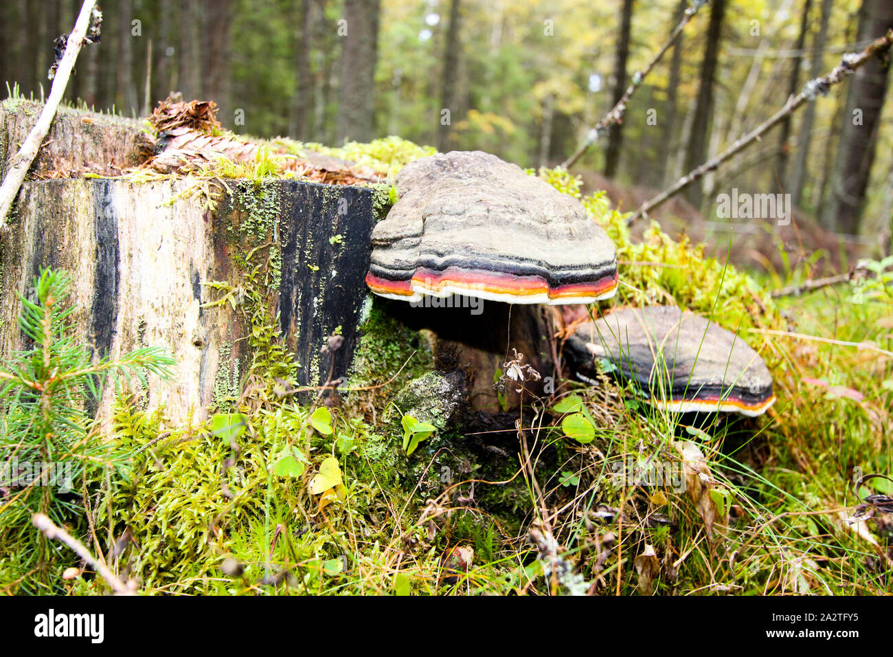 Moss on a tree stump with a mushroom. Forest background Stock Photo - Alamy