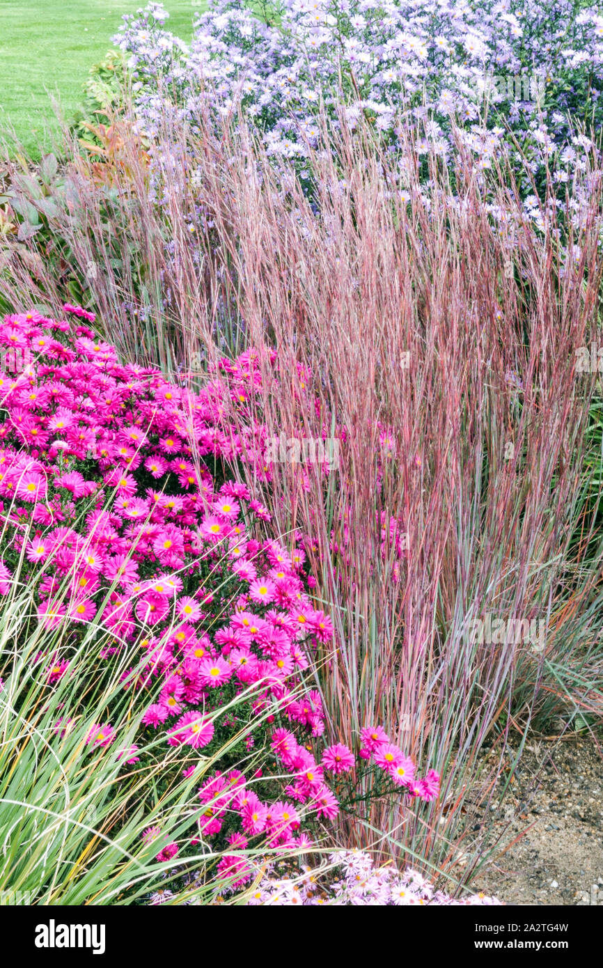 Little bluestem schizachyrium scoparium blue heaven ornamental