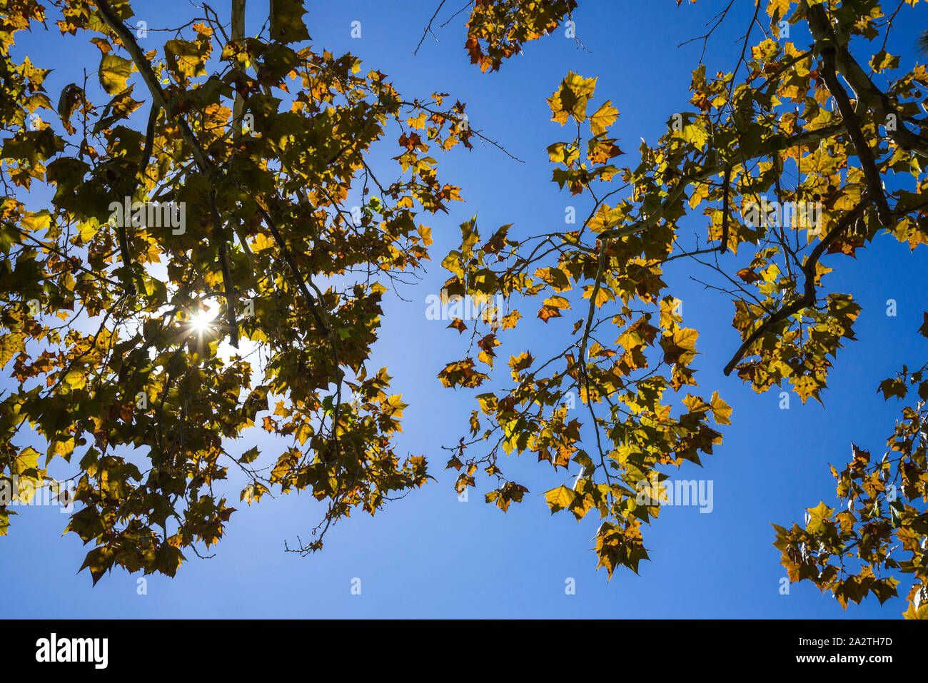 Fall sycamore tree leaves backlit by late afternoon sun Stock Photo Alamy