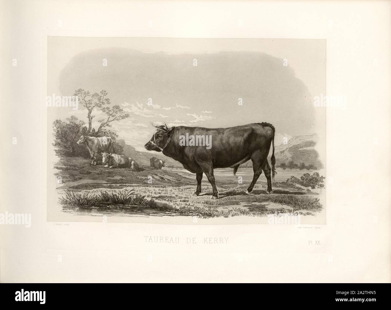 Kerry's Bull, British cattle breed, bull, signed: Phot., Nadar, Emile van Marcke; J. Rebel sculp, Pl. XX, p. 51, Tournachon, Adrien Alban (Phot.); Marcke, Emile van; Rebel, J. (sc.), Emile Baudement: Les races bovines au concours universel agricole de Paris en 1856: études zootechniques. Bd. 2. Paris: Imprimerie Impériale, MDCCCLXI [1861 Stock Photo