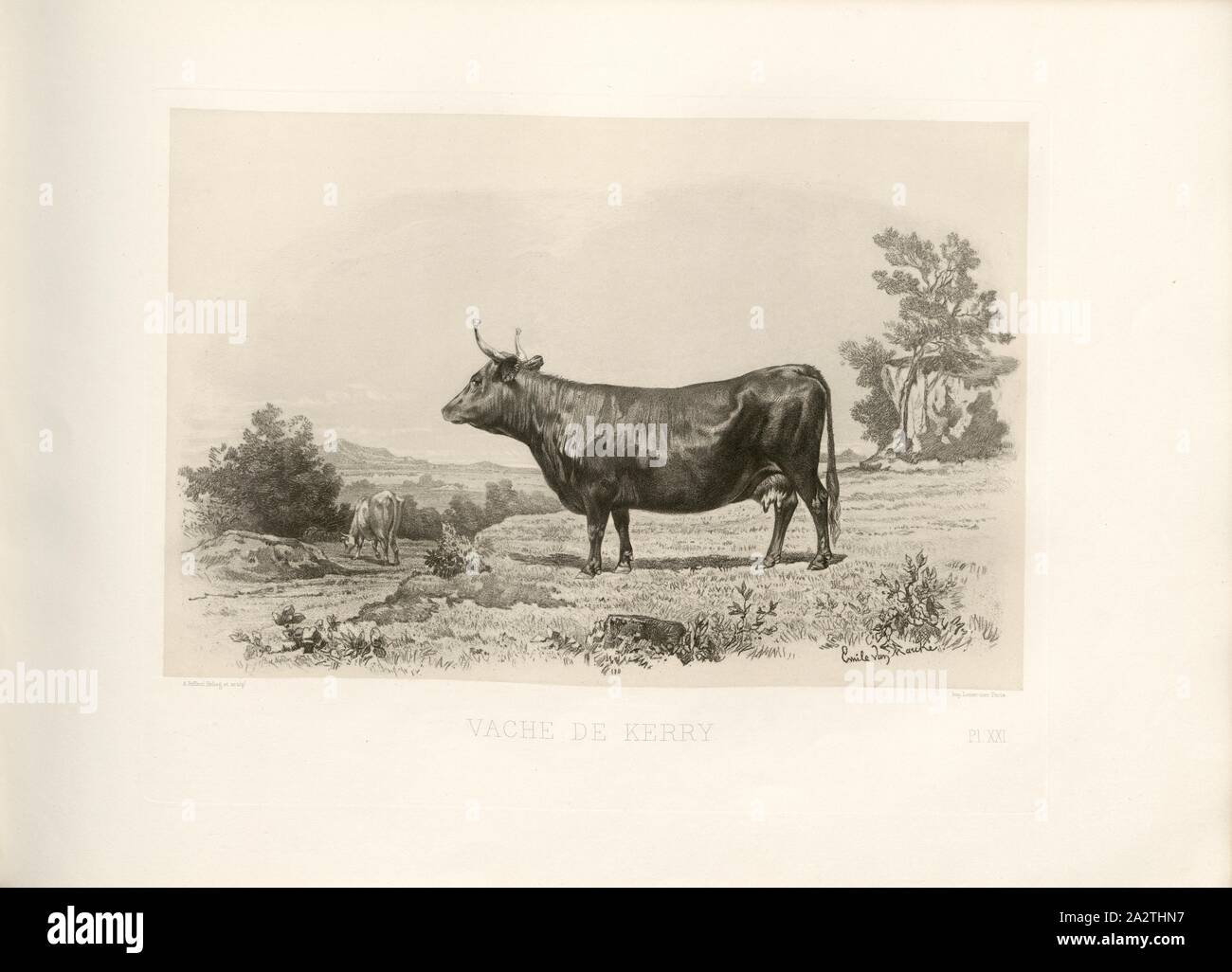Kerry cow, British Cattle Breed, Cow, Signed: Phot., Nadar, Emile van Marcke; A. Riffaut Heliog., et sculp, Pl. XXI, p. 53, Tournachon, Adrien Alban (Phot.); Marcke, Emile van; Riffaut, A. (Heliog. et sc.), Emile Baudement: Les races bovines au concours universel agricole de Paris en 1856: études zootechniques. Bd. 2. Paris: Imprimerie Impériale, MDCCCLXI [1861 Stock Photo