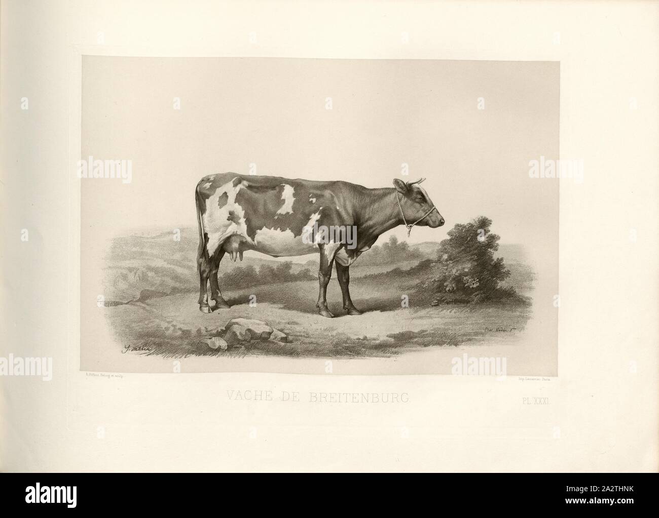 Breitenburg cow, Breitenburg cattle, cow, signed: I. Melin; Phot., Nadar jeune; A. Riffaut Heliog., et sculp, Pl. XXXI, p. 75, Melin, I.; Tournachon, Adrien Alban (Phot.); Riffaut, A. (heliog. et sc.), Emile Baudement: Les races bovines au concours universel agricole de Paris en 1856: études zootechniques. Bd. 2. Paris: Imprimerie Impériale, MDCCCLXI [1861 Stock Photo