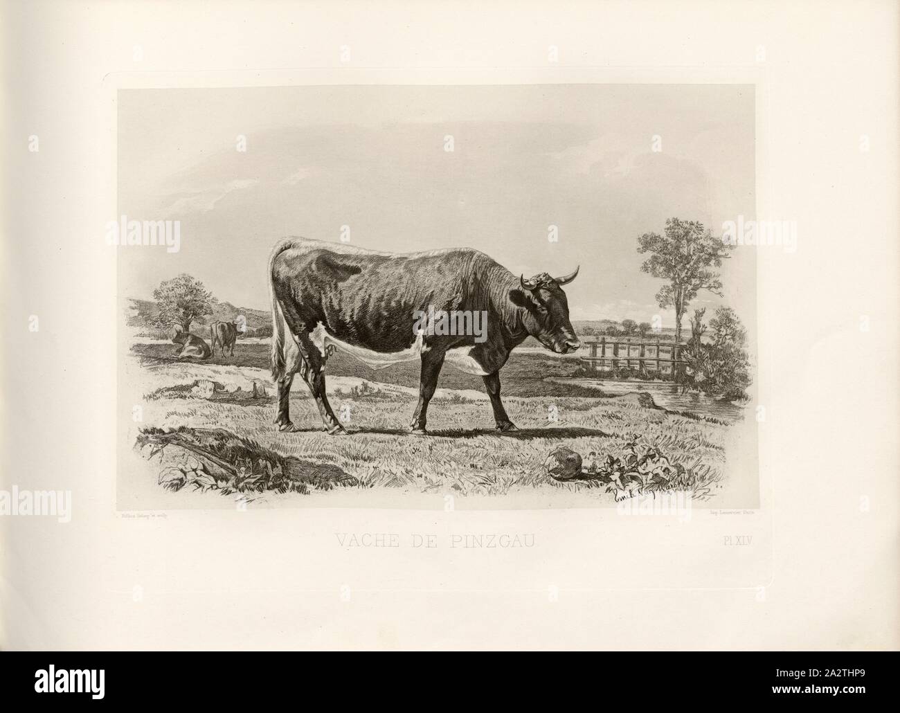 Pinzgau cow, Austrian cattle breed, cow, signed: Phot., Nadar jne; Emile Van Marcke; Reefaut Heliog., et sculp, Pl. XLV, S. 107, Tournachon, Adrien Alban (Phot.); Marcke, Emile van; Riffaut, A. (heliog. et sc.), Emile Baudement: Les races bovines au concours universel agricole de Paris en 1856: études zootechniques. Bd. 2. Paris: Imprimerie Impériale, MDCCCLXI [1861 Stock Photo