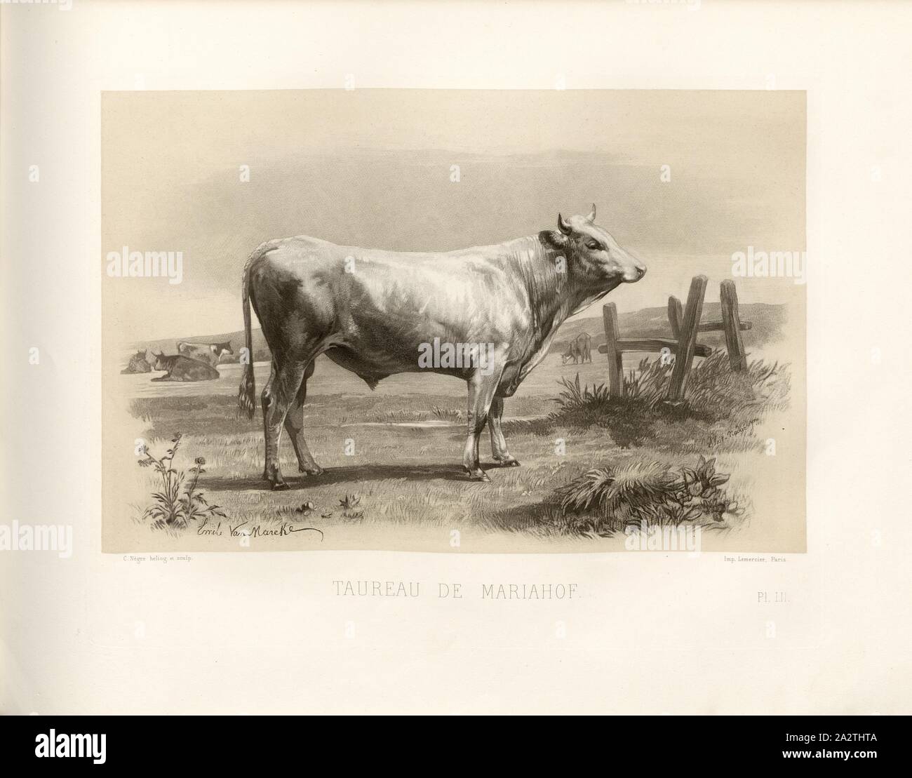 Mariahof's bull, Austrian cattle breed, bull, signed: Emile Van Marcke; C. Nègre heliog., et sculp, Pl. LII, p. 121, Marcke, Emile van; Nègre, Charles (heliog. et sc.), Emile Baudement: Les races bovines au concours universel agricole de Paris en 1856: études zootechniques. Bd. 2. Paris: Imprimerie Impériale, MDCCCLXI [1861 Stock Photo