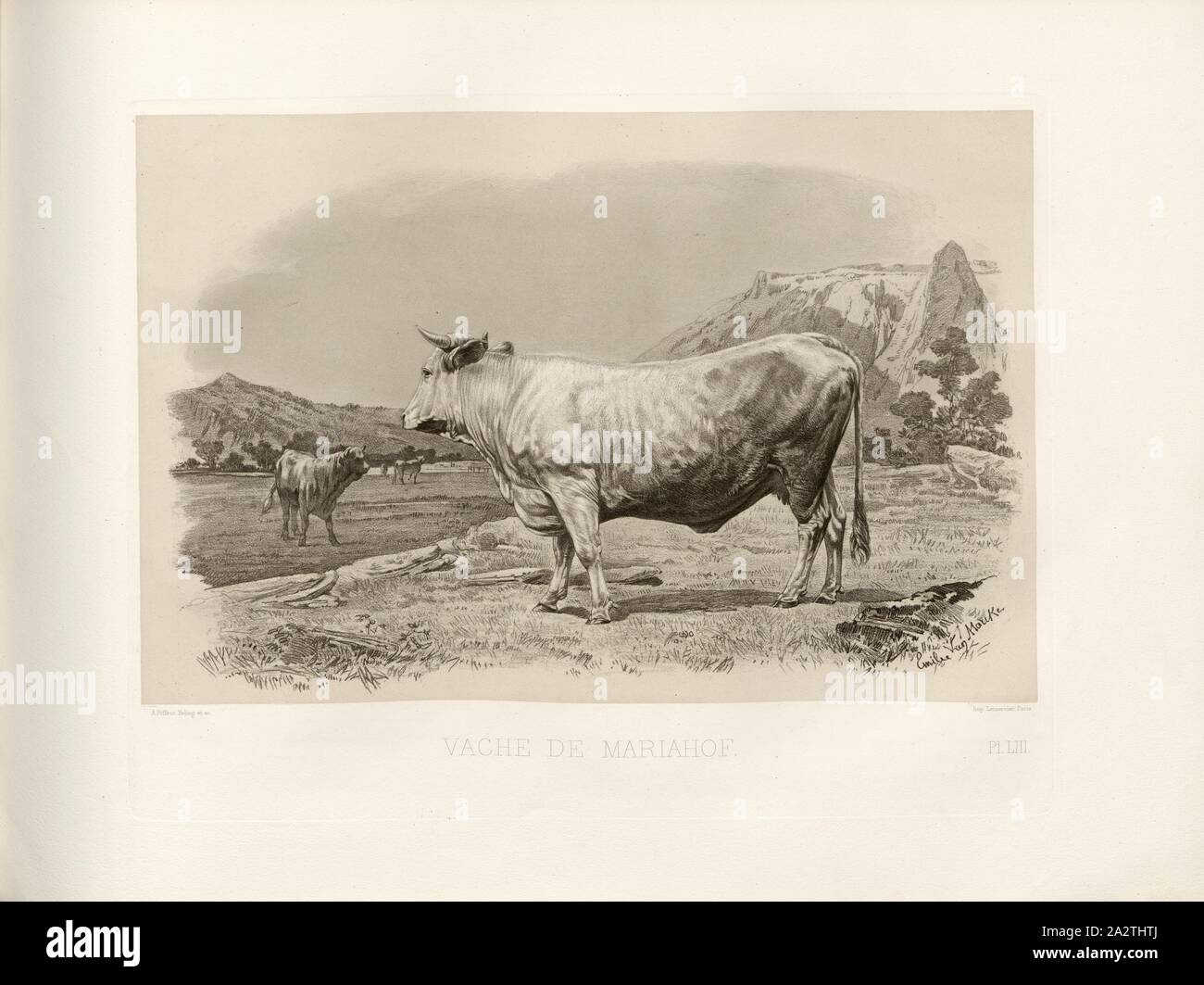 Mariahof cow, Austrian cattle breed, cow, signed: Phot., Nadar, Emile Van Marcke; A. Riffaut Heliog., et sc, Pl. LIII, p. 123, Tournachon, Adrien Alban (Phot.); Marcke, Emile van; Riffaut (heliog. et sc.), Emile Baudement: Les races bovines au concours universel agricole de Paris en 1856: études zootechniques. Bd. 2. Paris: Imprimerie Impériale, MDCCCLXI [1861 Stock Photo