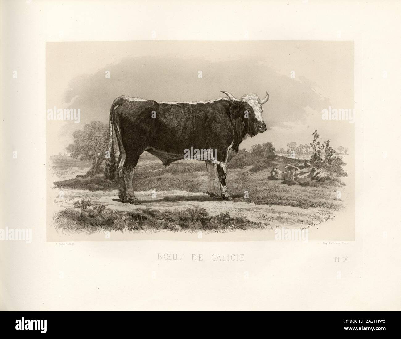 Beef of Galicia 1, Austrian cattle breed, ox, signed: Phot., Nadar jne; Emile Van Marcke; J. Rebel sculp, Pl. LV, p. 127, Tournachon, Adrien Alban (Phot.); Marcke, Emile van; Rebel, J. (sc.), Emile Baudement: Les races bovines au concours universel agricole de Paris en 1856: études zootechniques. Bd. 2. Paris: Imprimerie Impériale, MDCCCLXI [1861 Stock Photo