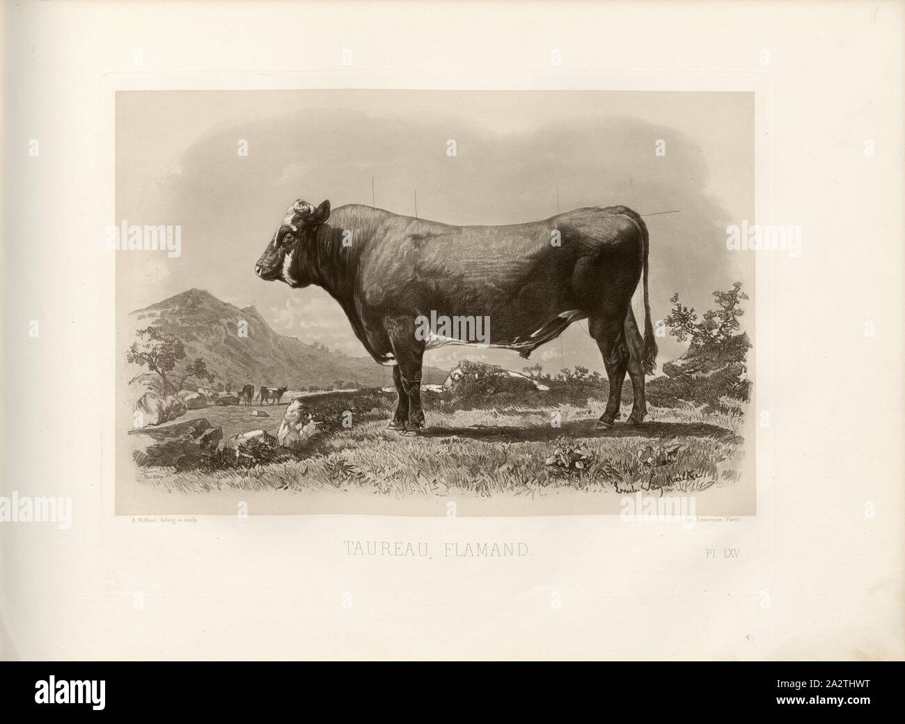 Flemish bull, French cattle breed, bull, signed: Phot., Nadar, Emile Van Marcke; A. Riffaut heliog., et sculp, Pl. LXV, S. 149, Tournachon, Adrien Alban (Phot.); Marcke, Emile van; Riffaut, A. (heliog. et sc.), Emile Baudement: Les races bovines au concours universel agricole de Paris en 1856: études zootechniques. Bd. 2. Paris: Imprimerie Impériale, MDCCCLXI [1861 Stock Photo
