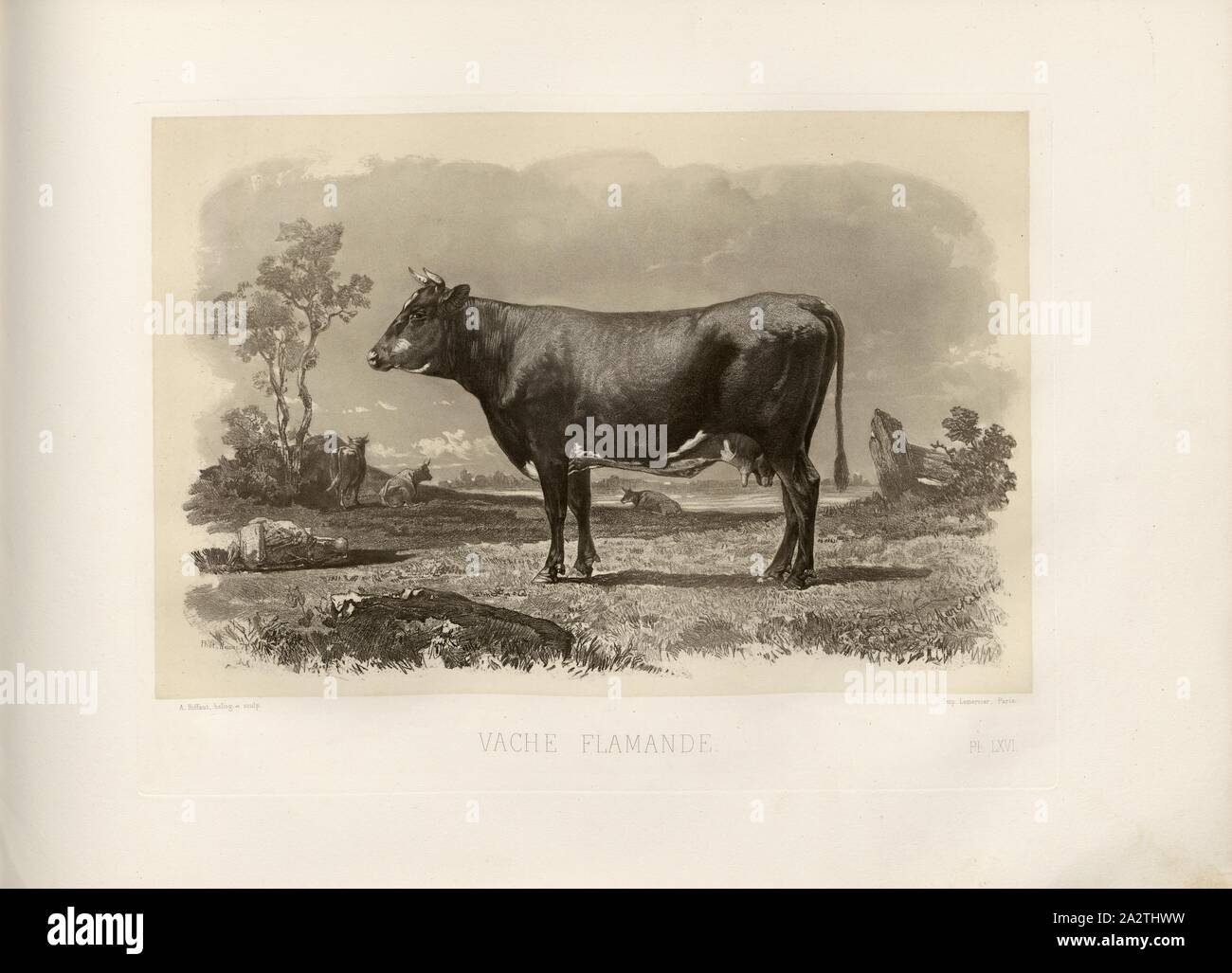 Flemish cow, French cattle breed, cow, signed: Phot., Nadar, Emile Van Marcke; A. Riffaut heliog., et sculp, Pl. LXVI, p. 151, Tournachon, Adrien Alban (Phot.); Marcke, Emile van; Riffaut, A. (heliog. et sc.), Emile Baudement: Les races bovines au concours universel agricole de Paris en 1856: études zootechniques. Bd. 2. Paris: Imprimerie Impériale, MDCCCLXI [1861 Stock Photo