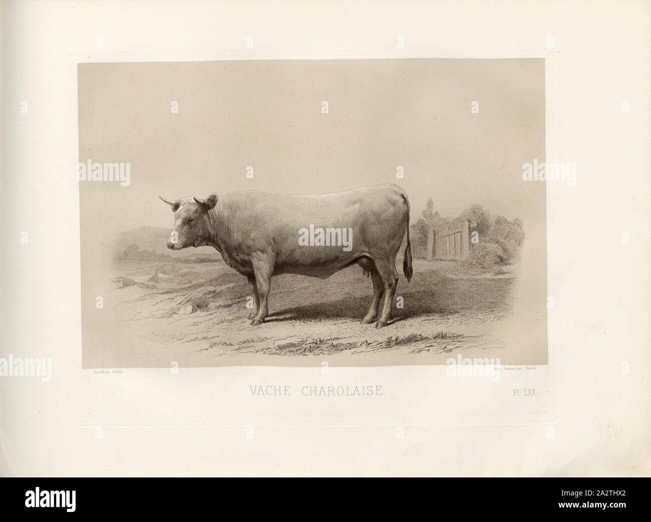 Charolaise cow, French cattle breed, cow, signed: Phot., Nadar, J. Mélin; Geoffroy sculp, Pl. LXX, p. 159, Tournachon, Adrien Alban (Phot.); Mélin, J.; Geoffroy (sc.), Emile Baudement: Les races bovines au concours universel agricole de Paris en 1856: études zootechniques. Bd. 2. Paris: Imprimerie Impériale, MDCCCLXI [1861 Stock Photo