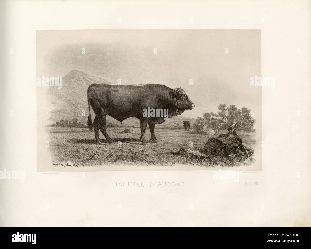 Taurus of Aubrac, French cattle breed, bull, signed: Emile Van Marcke; Baudran glymmate., et sculp, Pl. LXXIII, S. 165, Marcke, Emile van; Baudran (glymmat. et sc.), Emile Baudement: Les races bovines au concours universel agricole de Paris en 1856: études zootechniques. Bd. 2. Paris: Imprimerie Impériale, MDCCCLXI [1861 Stock Photo