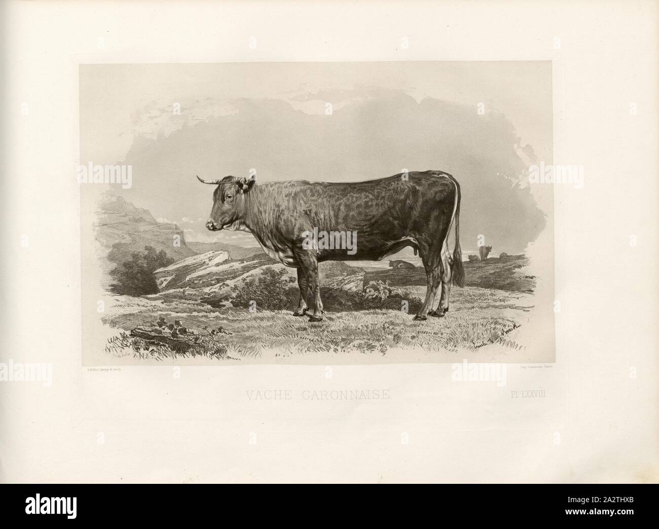 Cow Caronnaise, French cattle breed, cow, signed: Phot., Nadar, Emile Van Marcke; A. Riffaut Heliog., et sculp, Pl. LXXVIII, S. 175, Tournachon, Adrien Alban (Phot.); Marcke, Emile van; Riffaut, A. (heliog. et sc.), Emile Baudement: Les races bovines au concours universel agricole de Paris en 1856: études zootechniques. Bd. 2. Paris: Imprimerie Impériale, MDCCCLXI [1861 Stock Photo