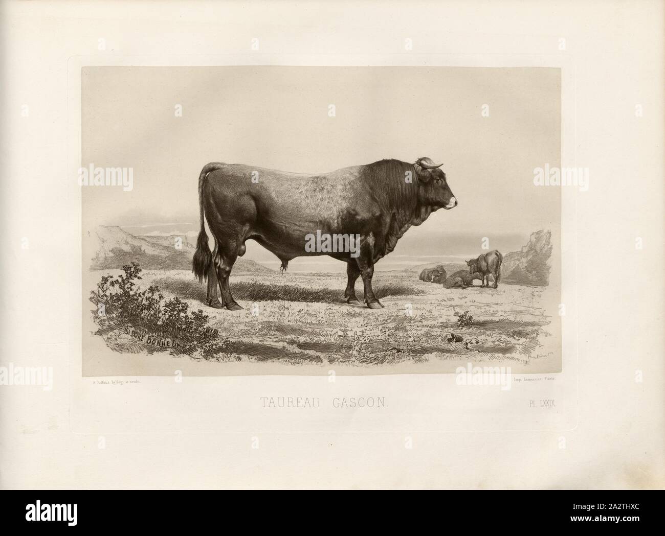 French gascon cattle hi-res stock photography and images - Alamy