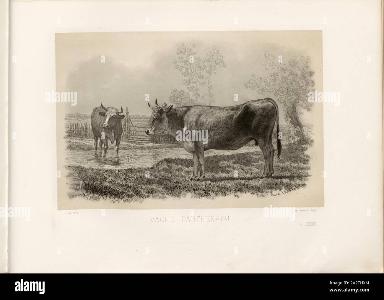 Parthenaise cow, French cattle breed, cow, signed: Phot., Nadar, Emile Van Marcke; Oudet sculp, Pl. LXXXIV, p. 187, Tournachon, Adrien Alban (Phot.); Marcke, Emile van; Oudet (sc.), Emile Baudement: Les races bovines au concours universel agricole de Paris en 1856: études zootechniques. Bd. 2. Paris: Imprimerie Impériale, MDCCCLXI [1861 Stock Photo