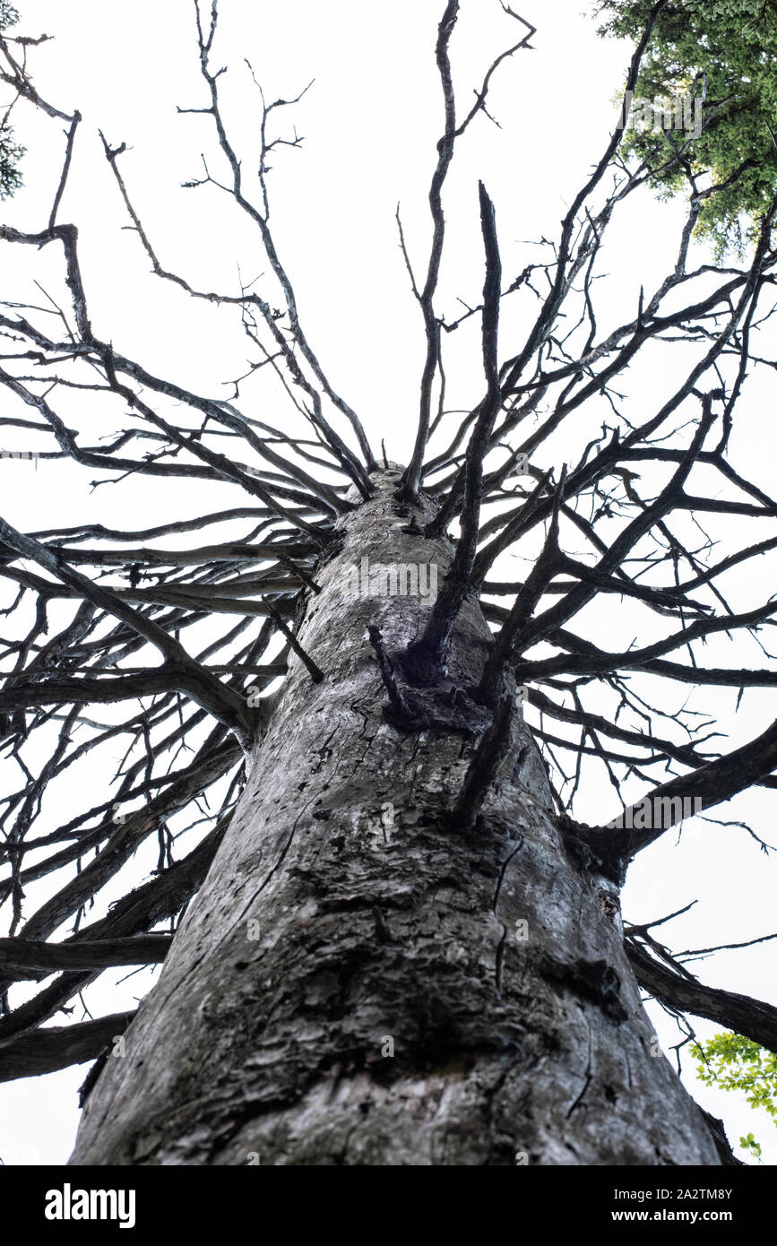 Knobby Tree High Resolution Stock Photography and Images Alamy