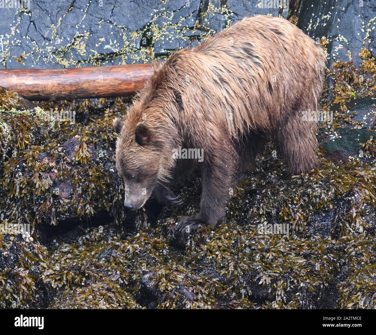 A grizzly bear (Ursus arctos) hunts for food on a rocky shore at low tide. It uses its long claws to dig and turn over rocks and its teeth to scrape s Stock Photo