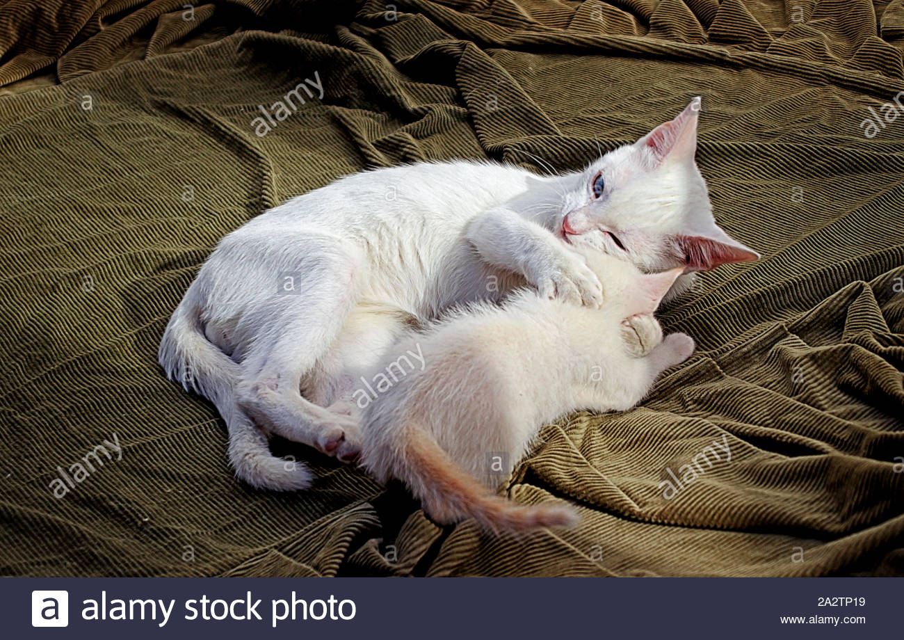 Diamond Kitty High Resolution Stock Photography And Images Alamy Diamond Kitty High Resolution Stock Photography And Images Alamy