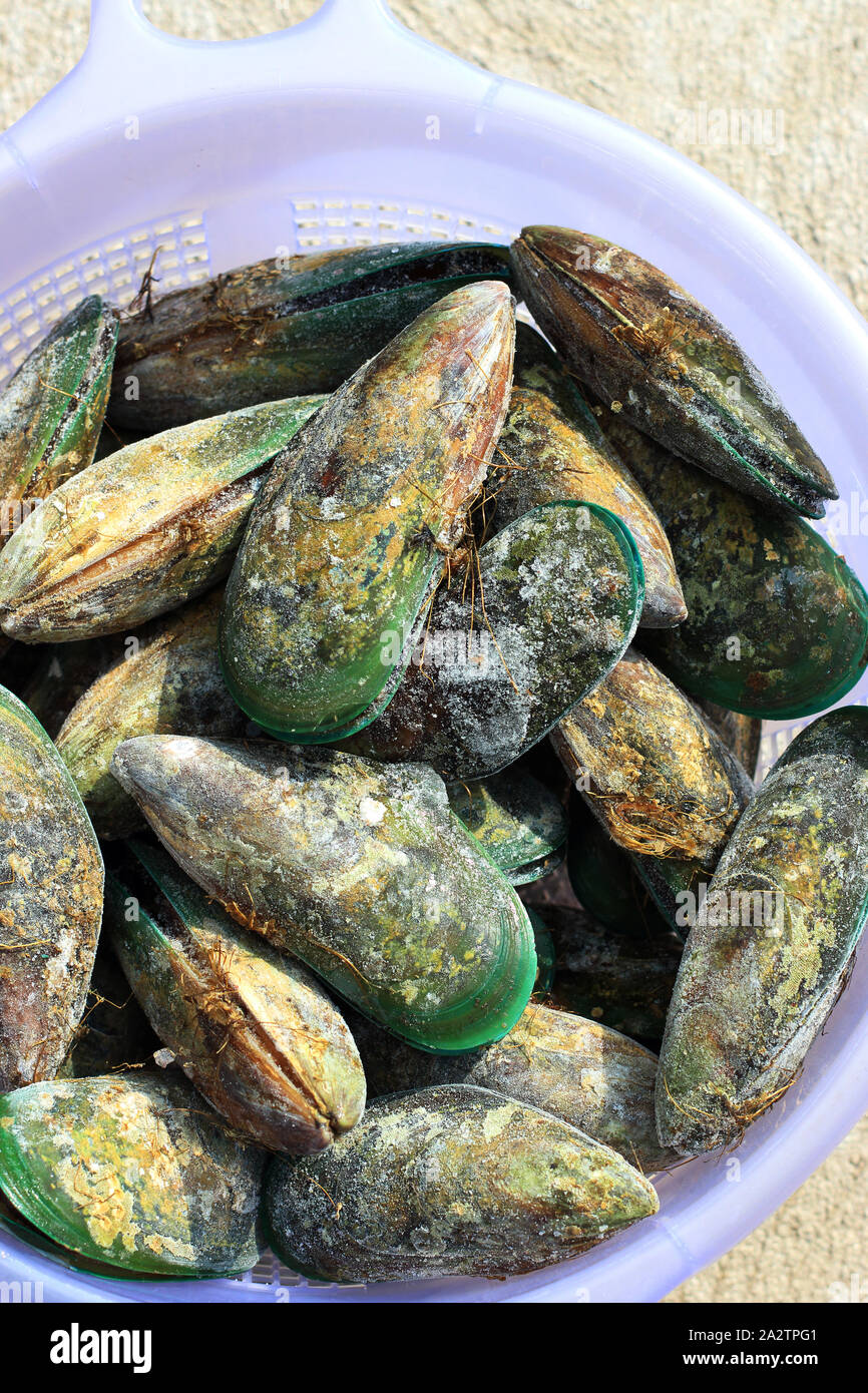 Frozen Perna canaliculus or known as New Zealand green-lipped mussel Stock Photo