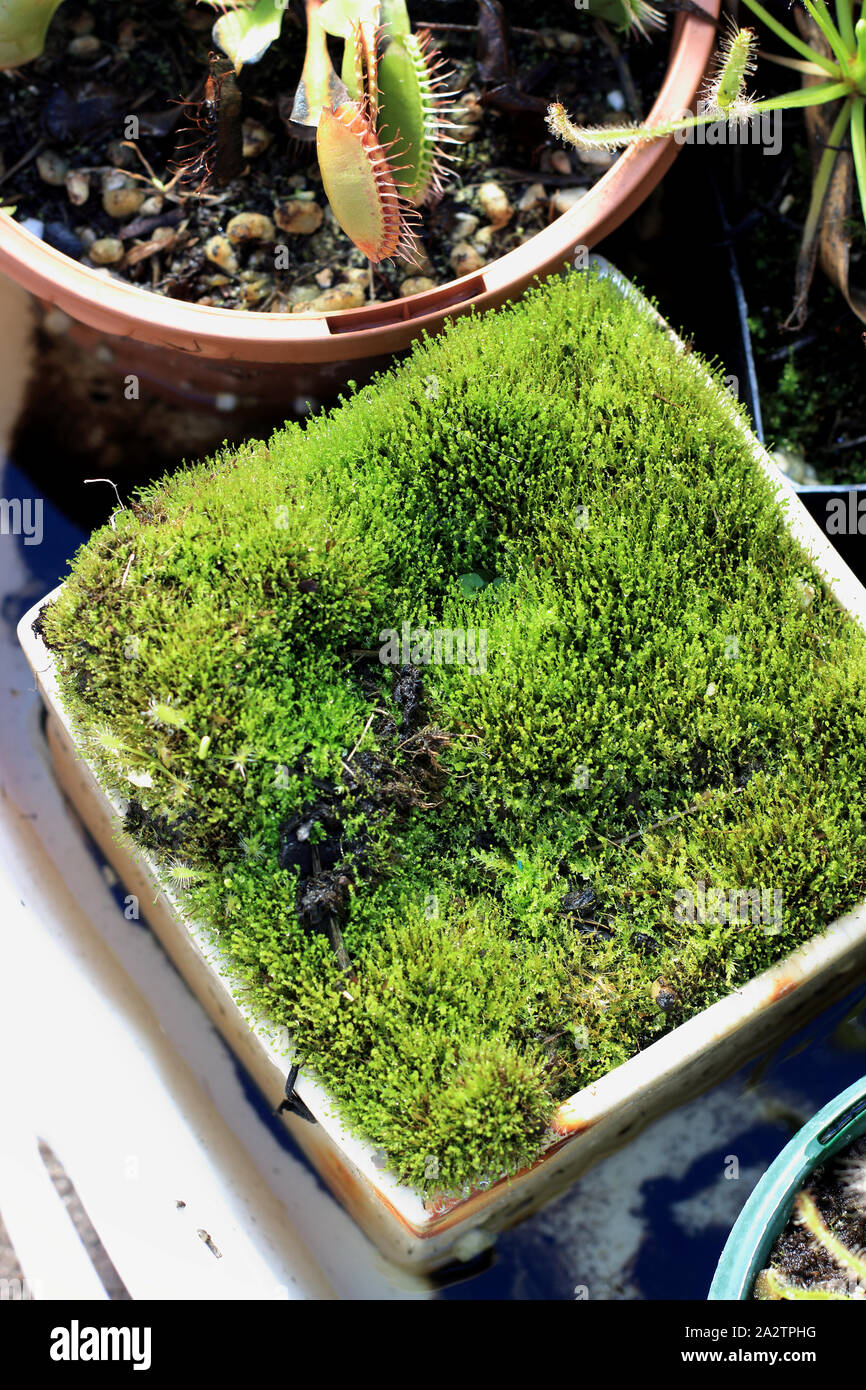 Moss covering the surface of the soil in a pot Stock Photo