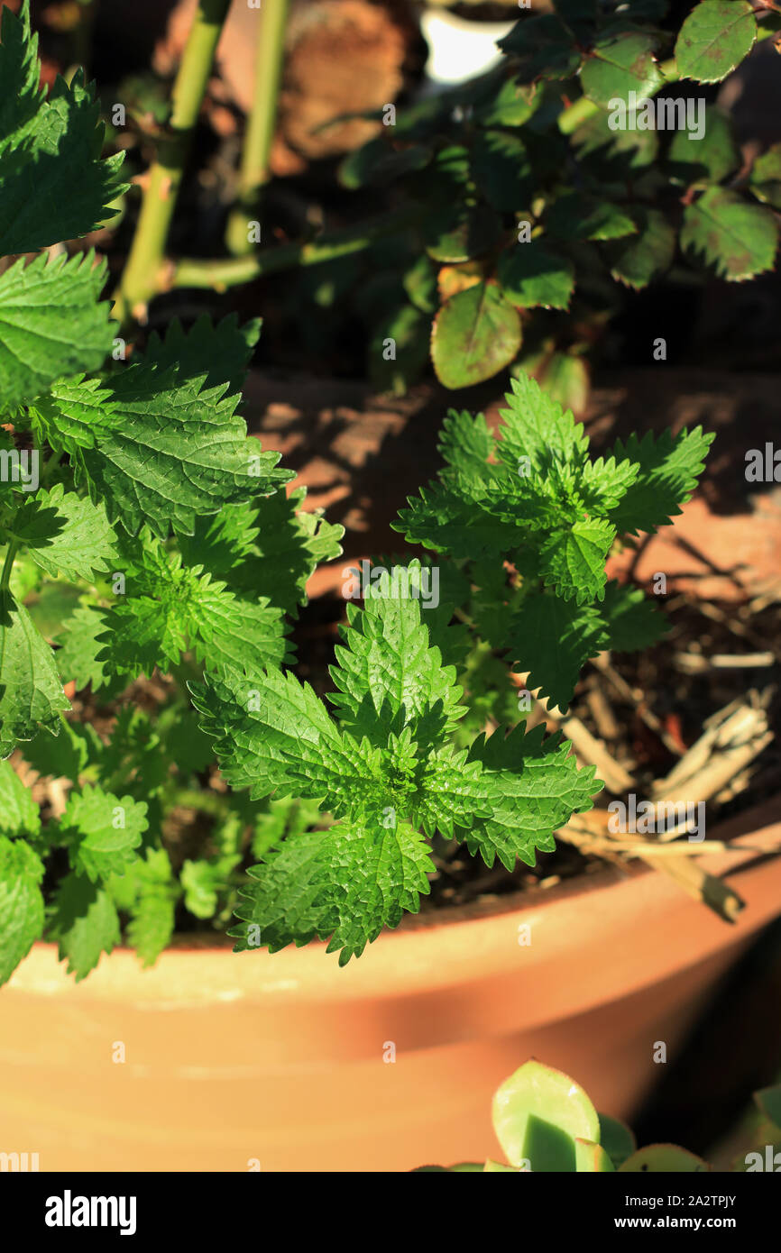 Stinging Nettle also known as Urtica dioica Stock Photo