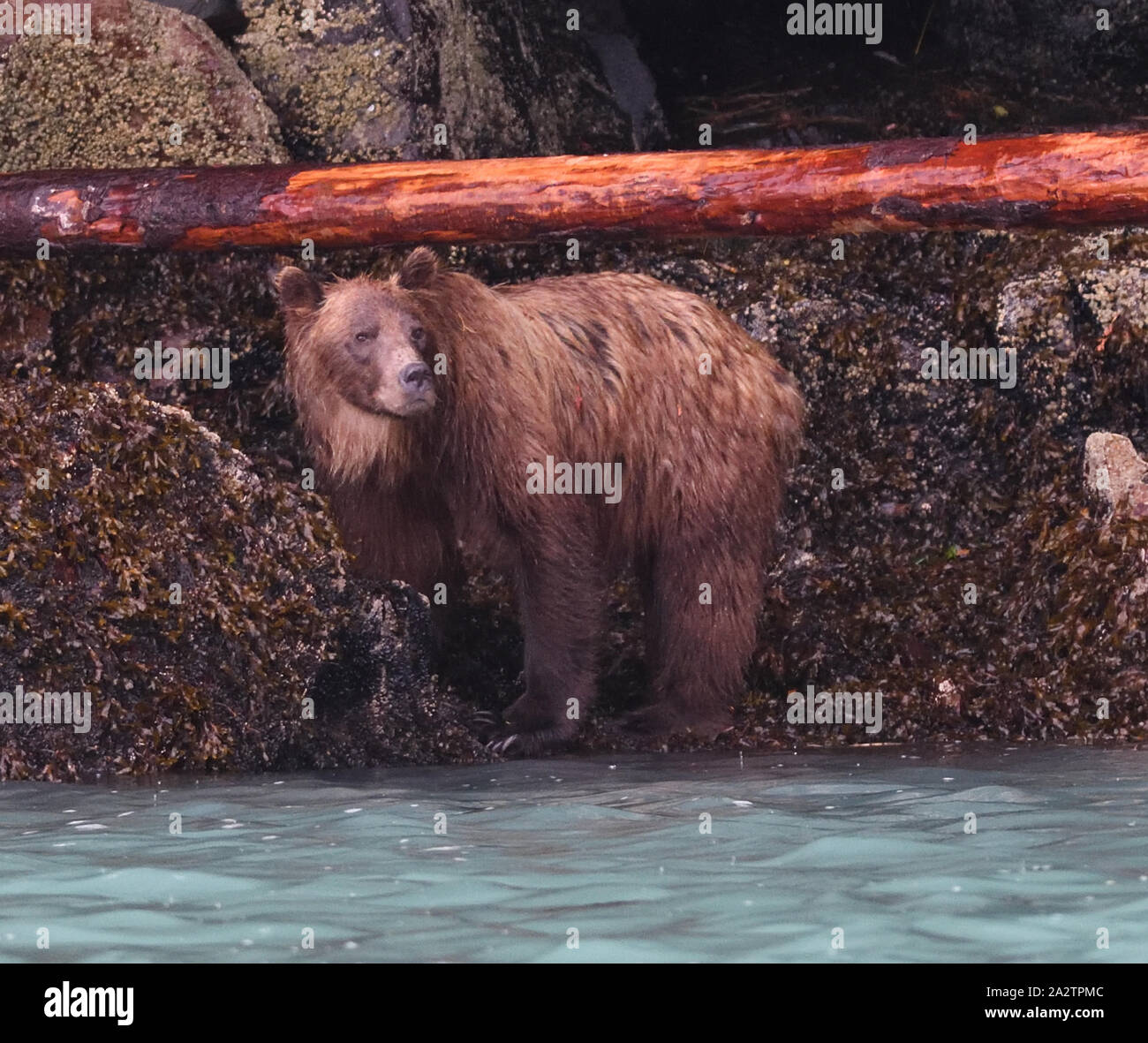 A grizzly bear (Ursus arctos) hunts for food on a rocky shore at low tide. It uses its long claws to dig and turn over rocks and its teeth to scrape s Stock Photo