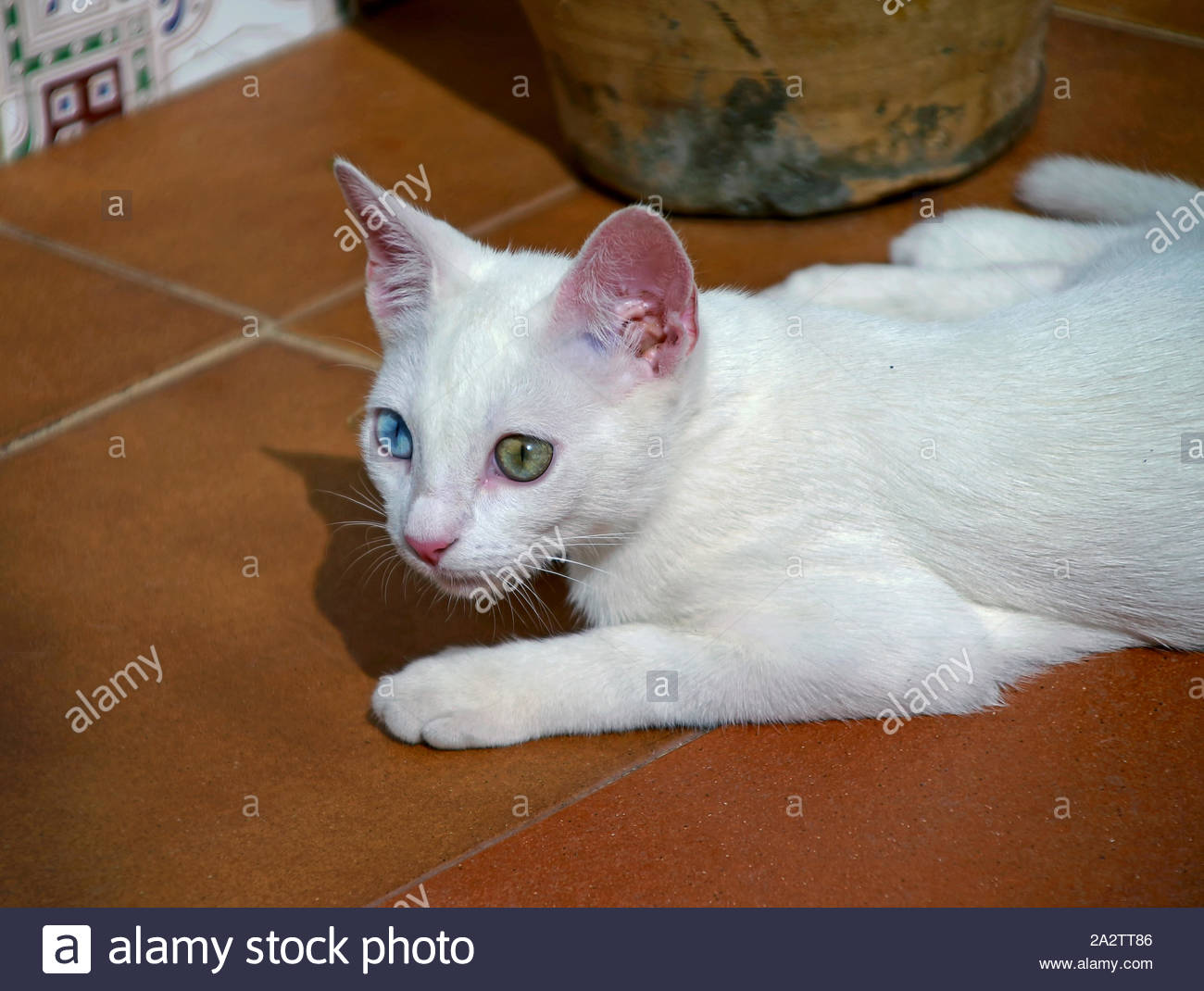 Shorthair Odd Eyed Khao Manee Cat From Thailand Stock Photo Alamy