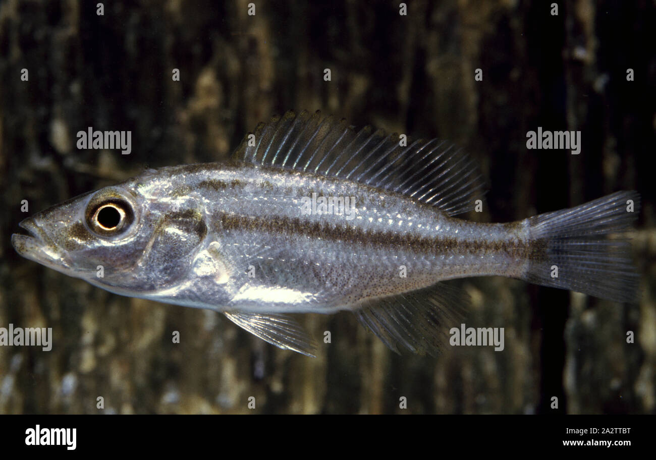 Juvenile eyebiter cichlid, Dimidiochromis compressiceps Stock Photo