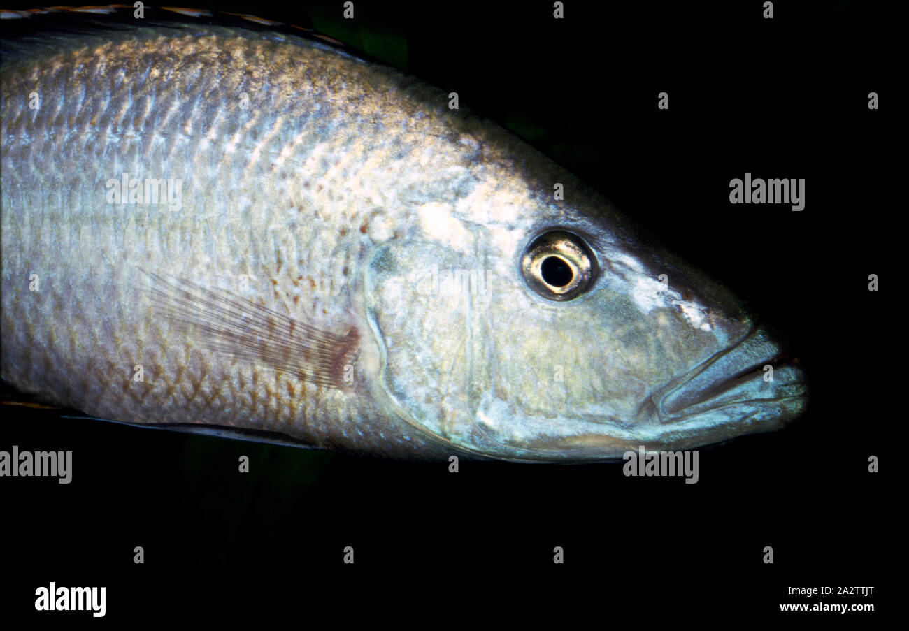 Eyebiter cichlid, Dimidiochromis compressiceps Stock Photo