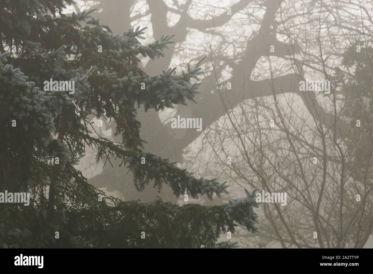 Evergreen Pine Tree and a Leafless English Oak Tree on a Misty Winters