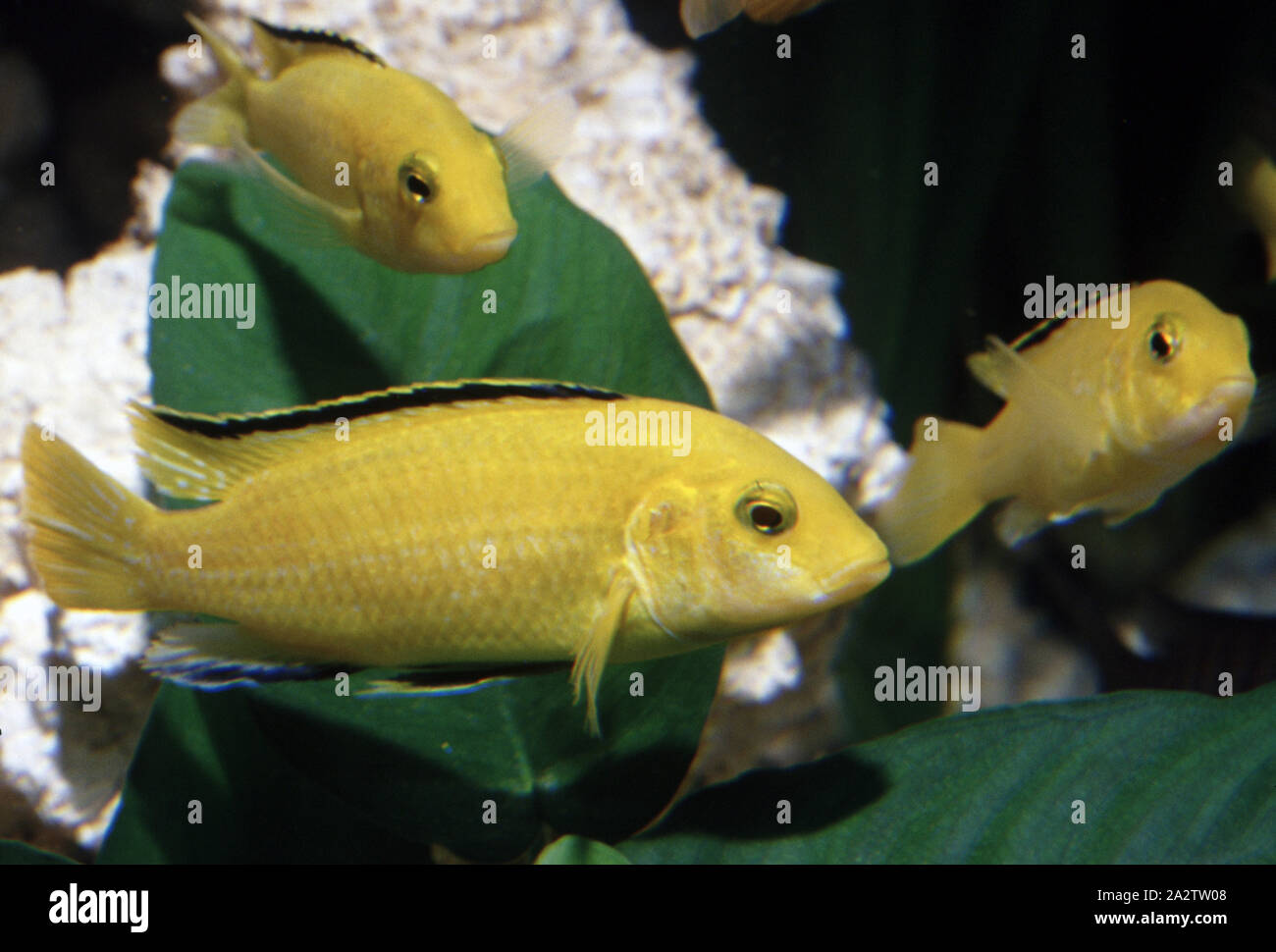 Lemon yellow labidochromis, Labidochromis caeruleus Stock Photo
