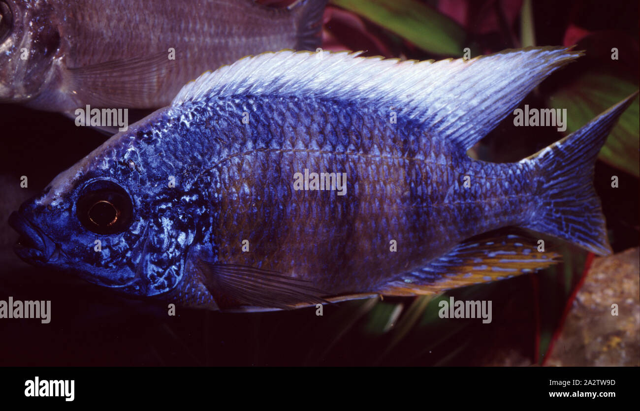 Blue orchid peacock cichlid, Aulonocara kandeense Stock Photo
