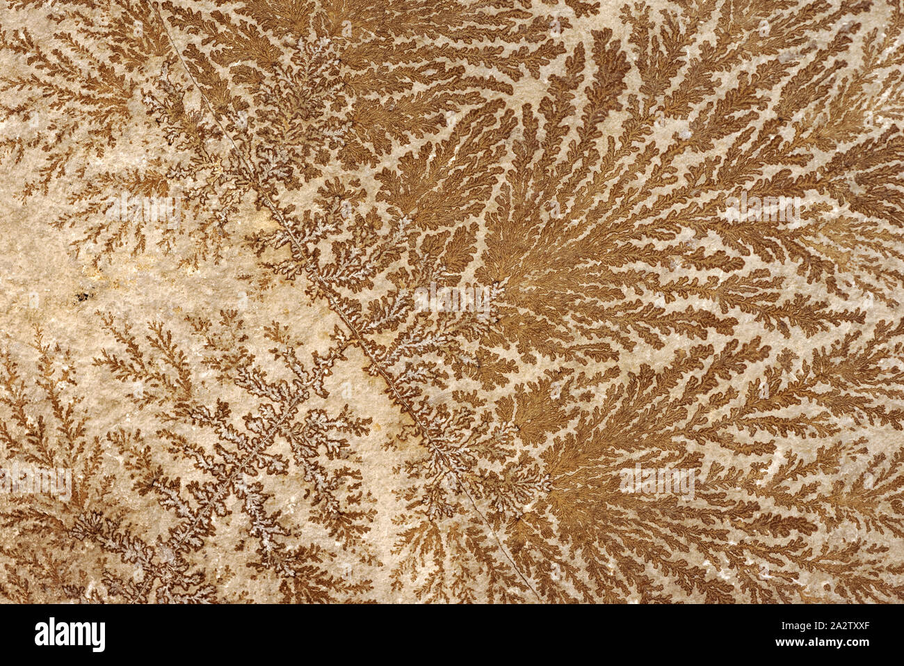 Backgrounds and textures: abstract fossilized tree-like pattern on a stone surface, natural background Stock Photo