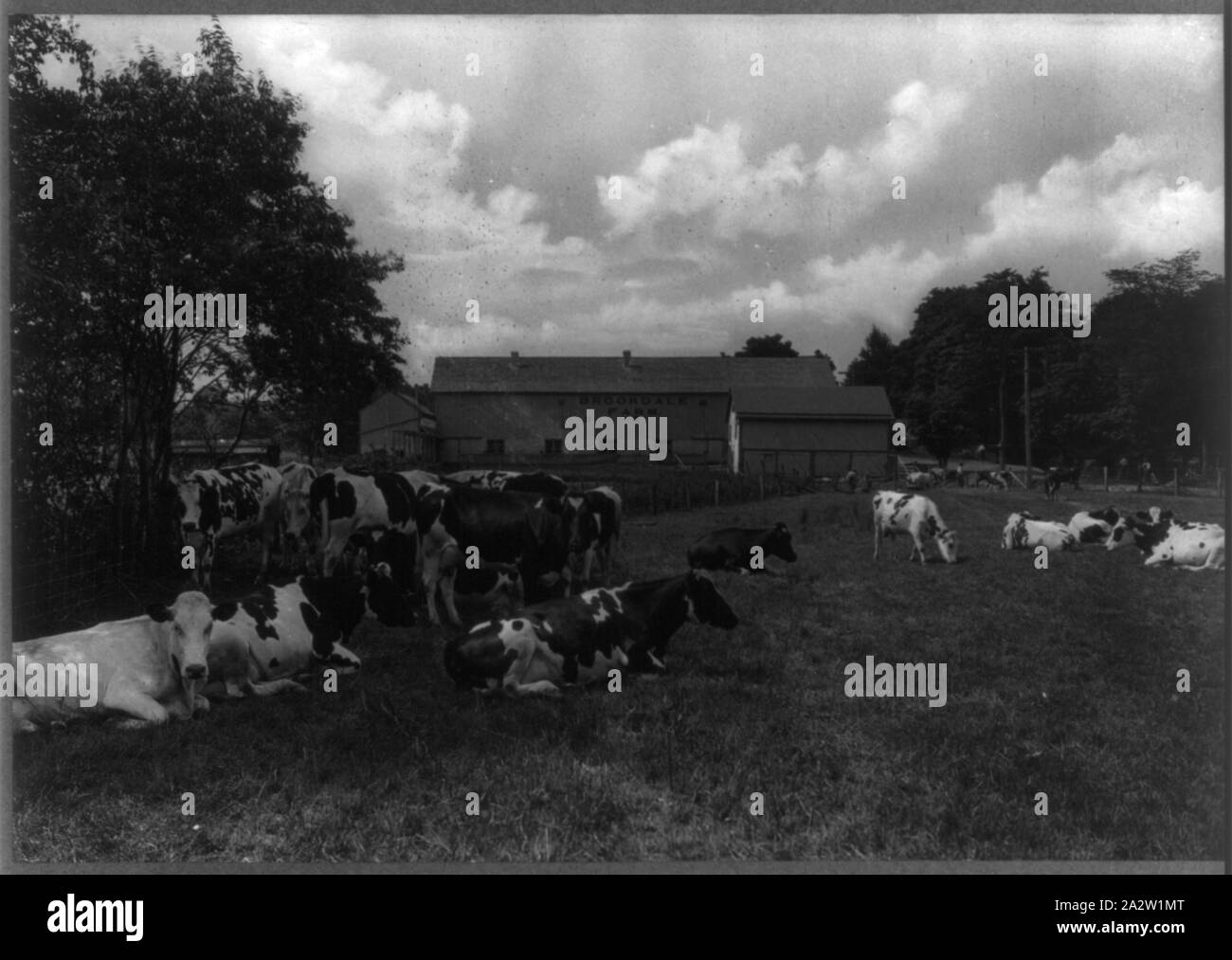 Registerd Holsteins, Brookdale Farm, Branchville, New Jersey Stock