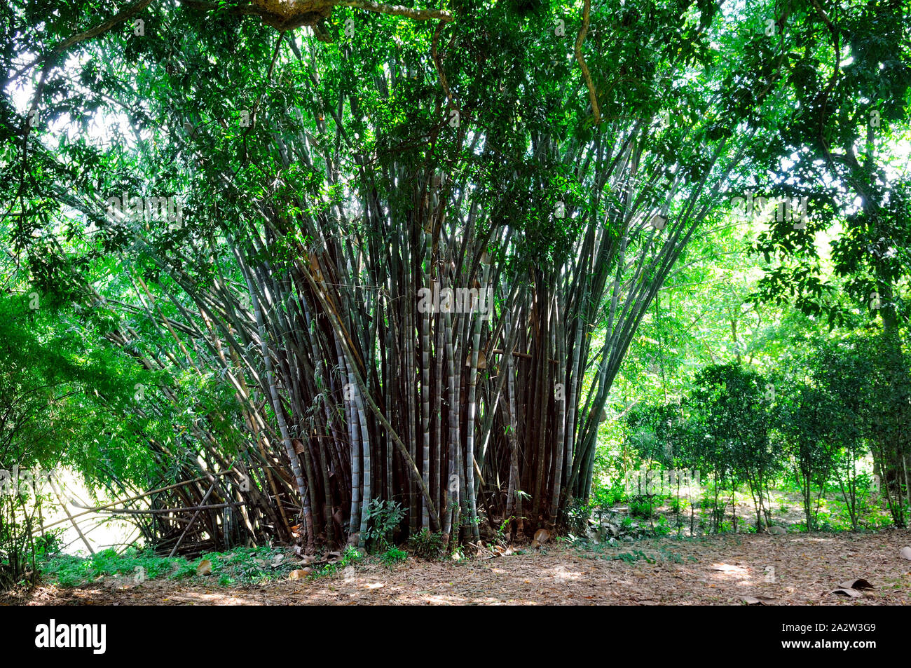 Hollow Stalk High Resolution Stock Photography and Images Alamy